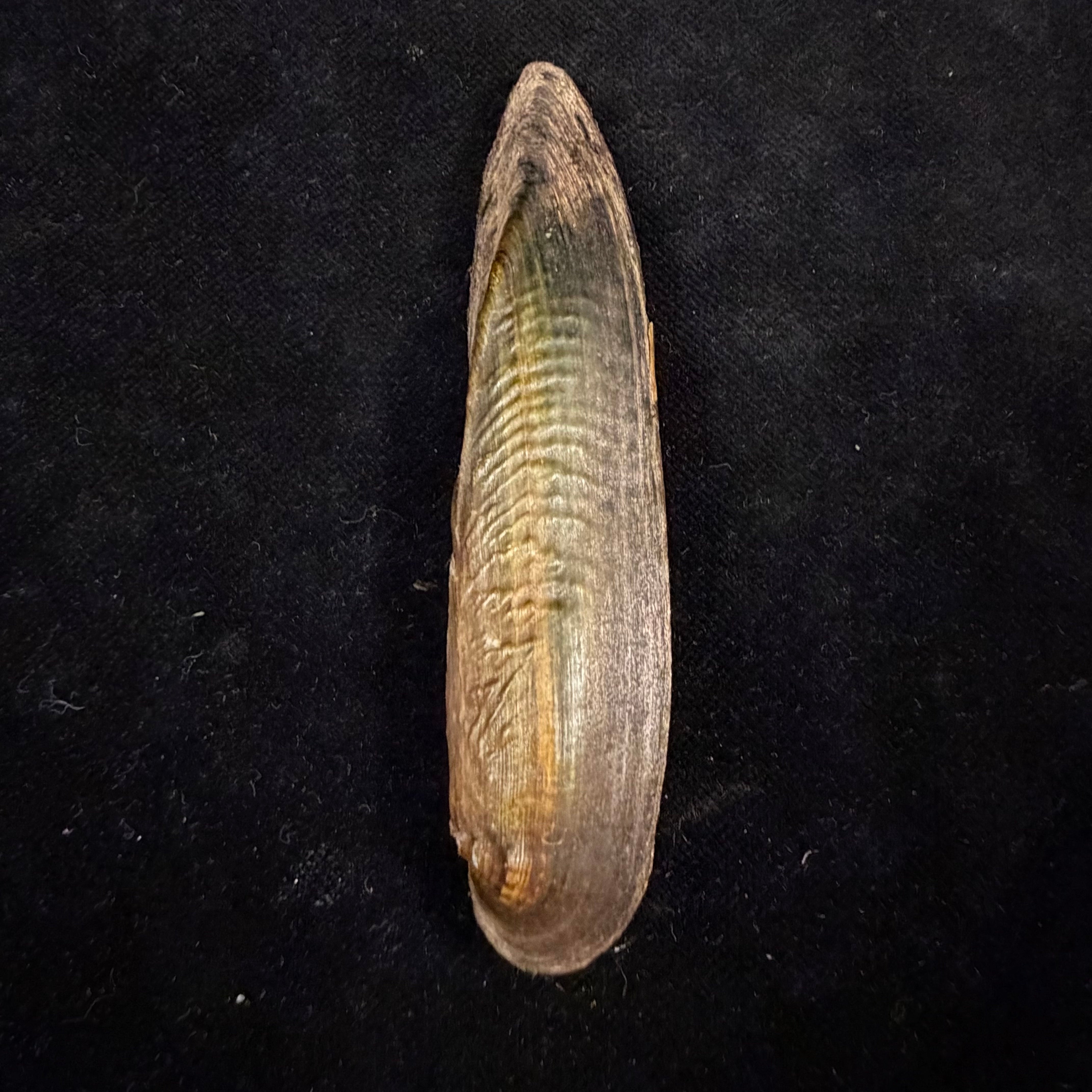 Lanceolaria grayii (J. E. Gray, 1833) - 87,2mm