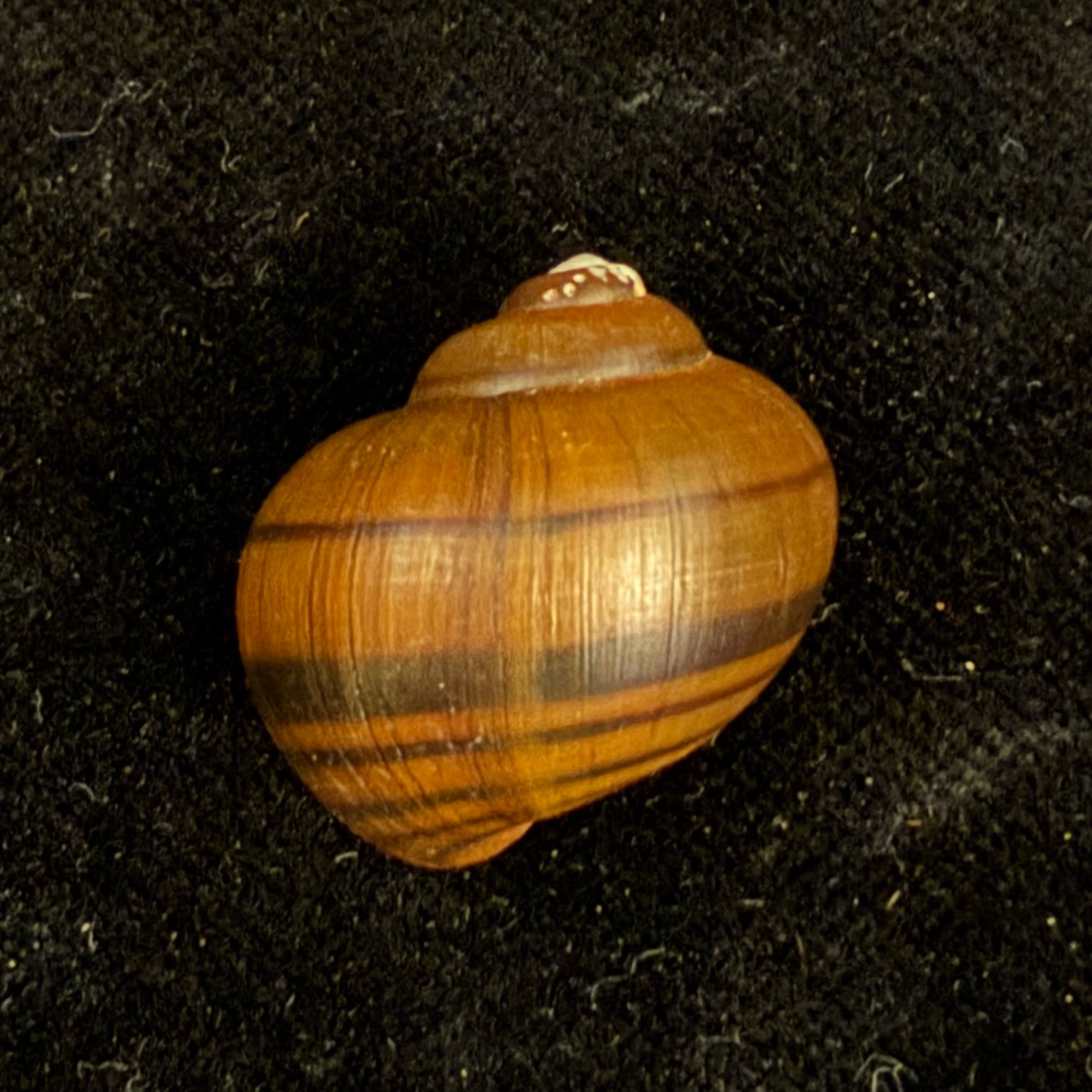 Pomacea minuscula Baker, 1930 - 23,4mm