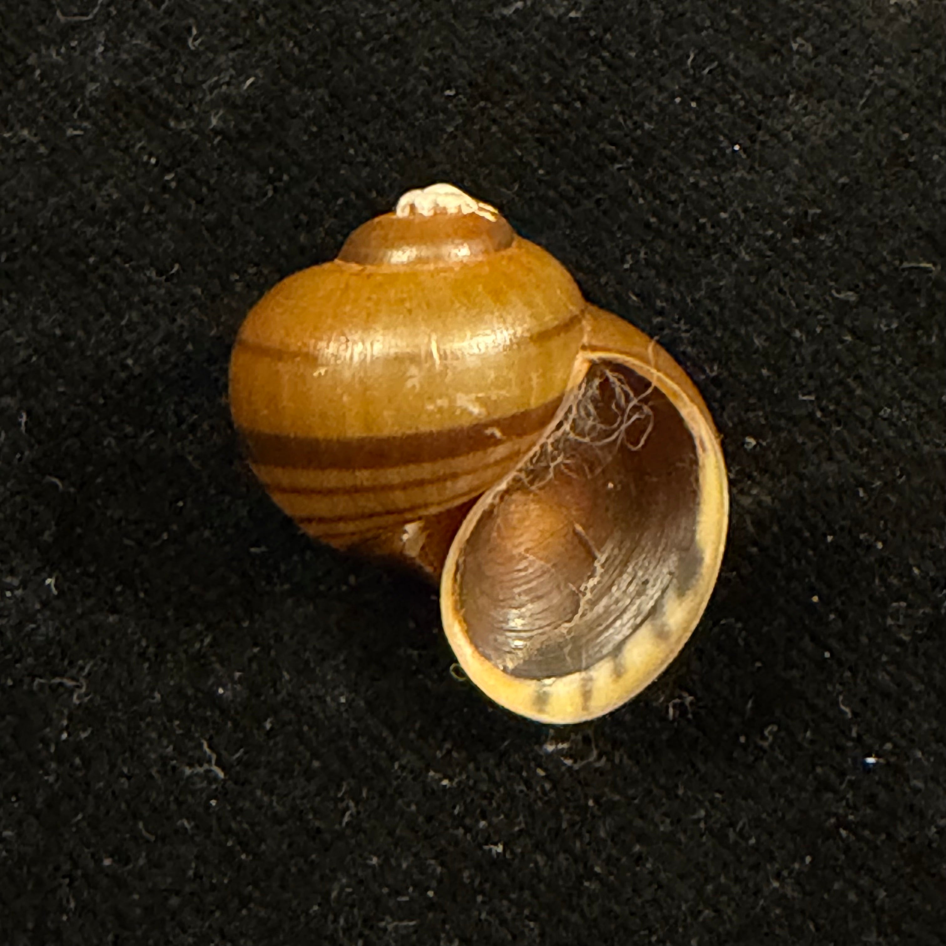 Pomacea minuscula Baker, 1930 - 23,4mm