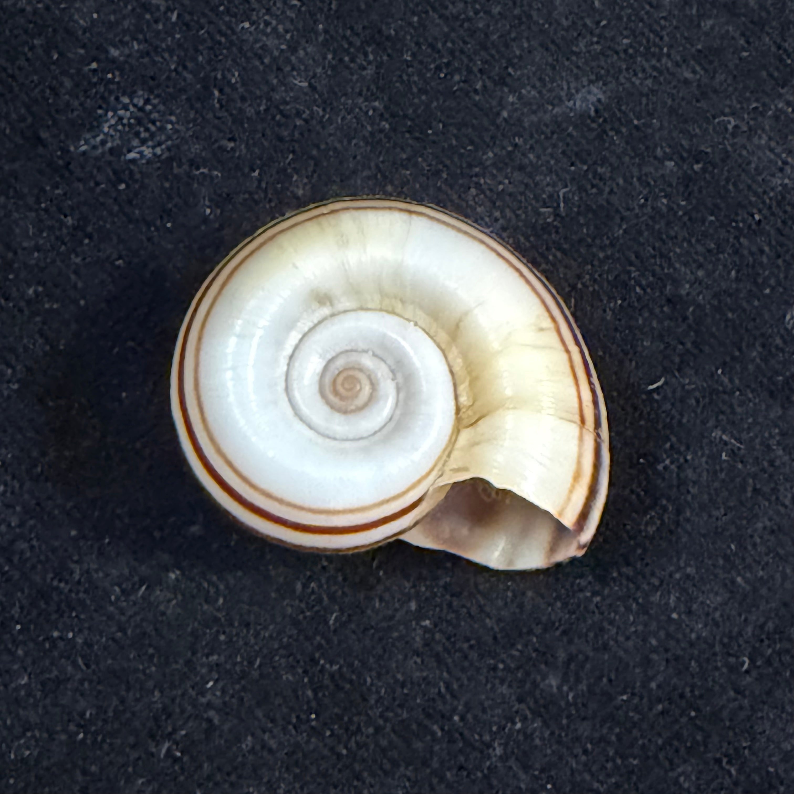 Marisa cornuarietis (Linnaeus, 1758) - 32,4mm
