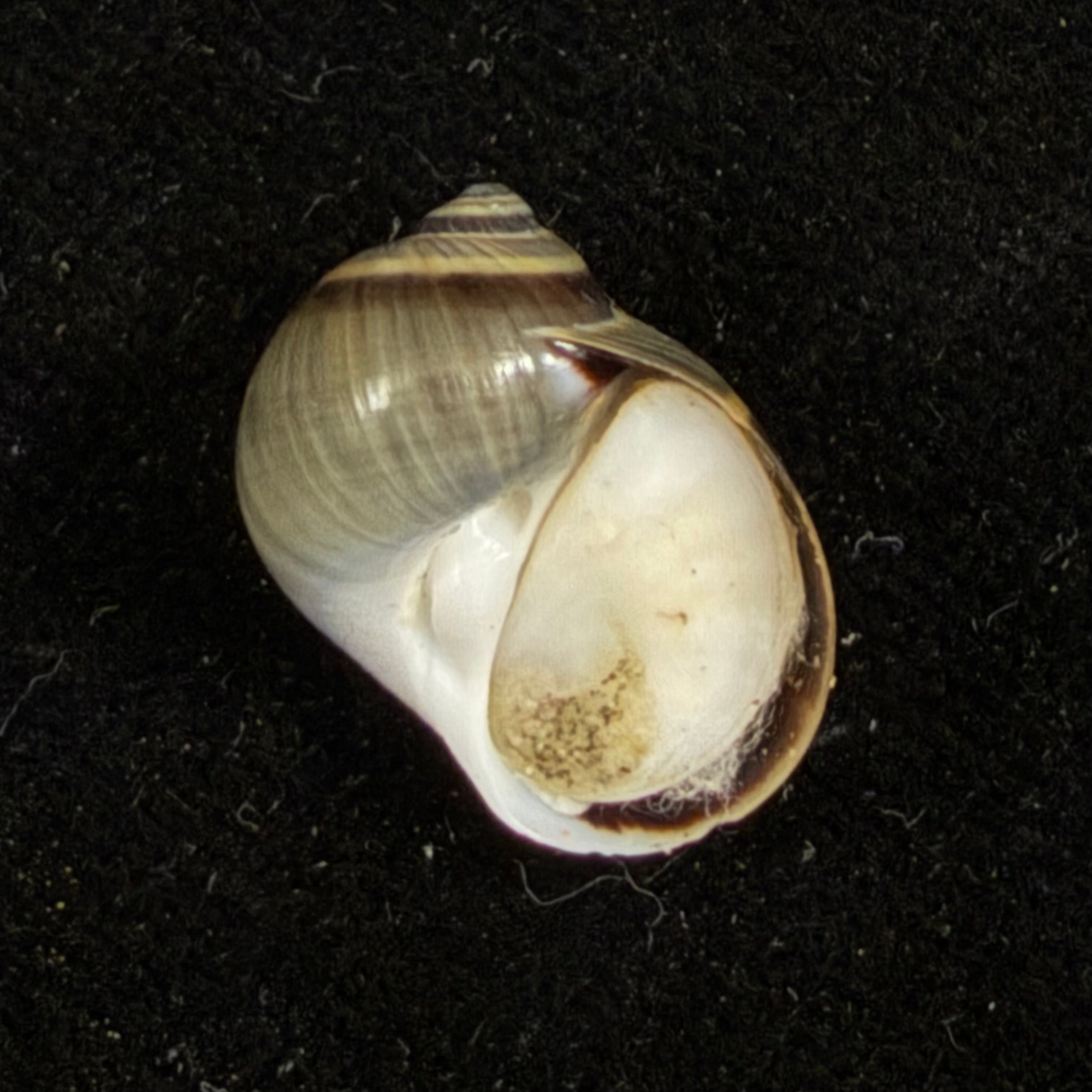 Natica unifasciata Lamarck, 1822 - 17,2mm