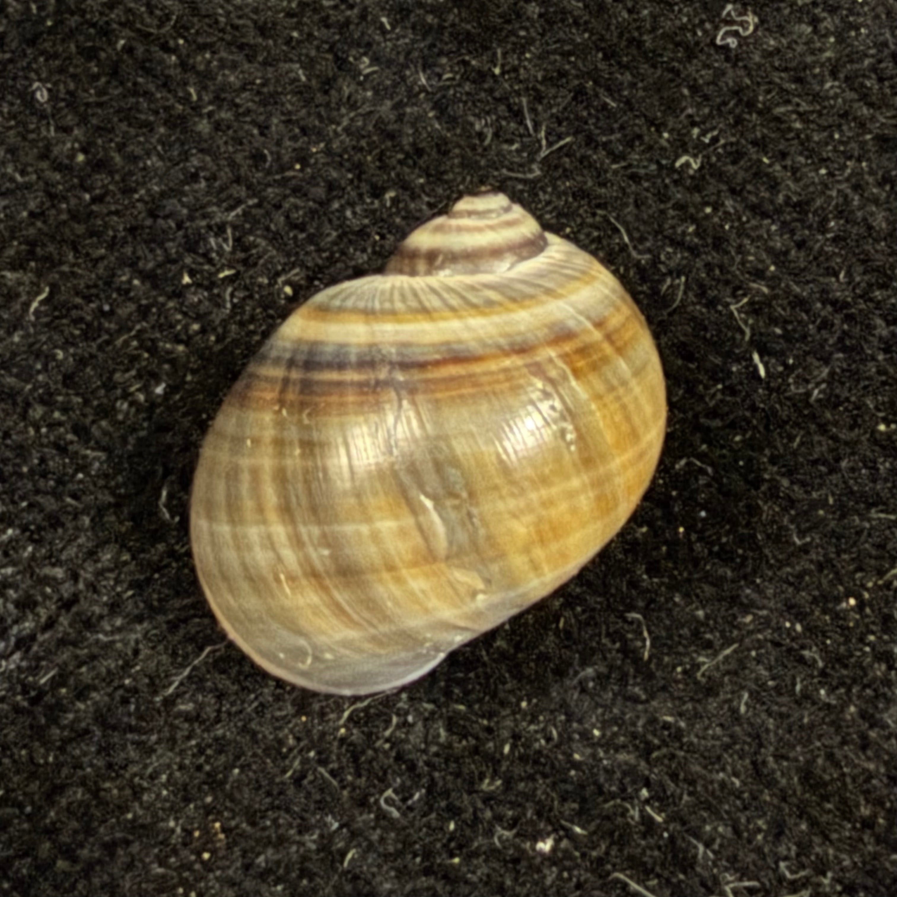 Natica unifasciata Lamarck, 1822 - 15,3mm
