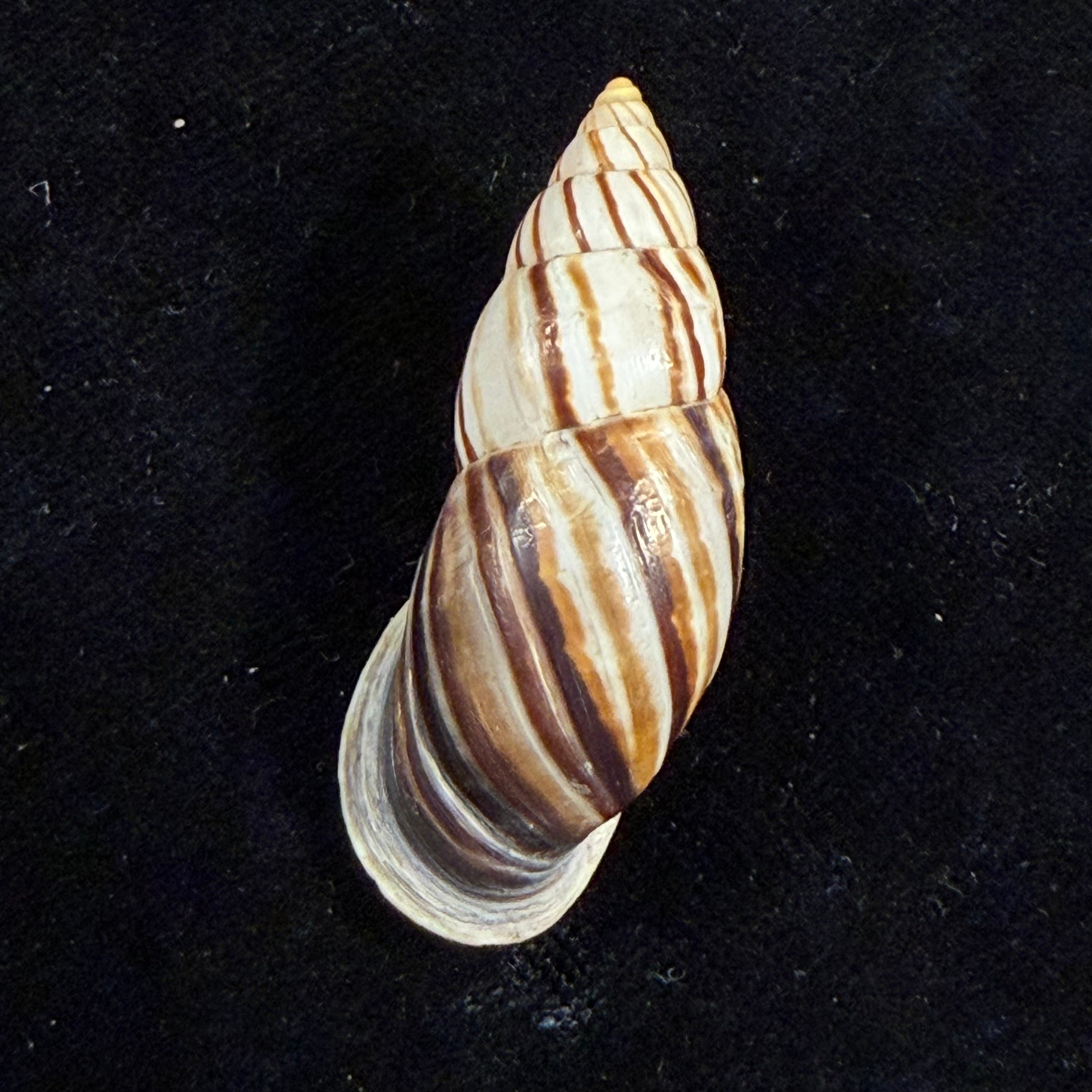 Neopetraeus lobbii (Reeve, 1849) - 41,7mm