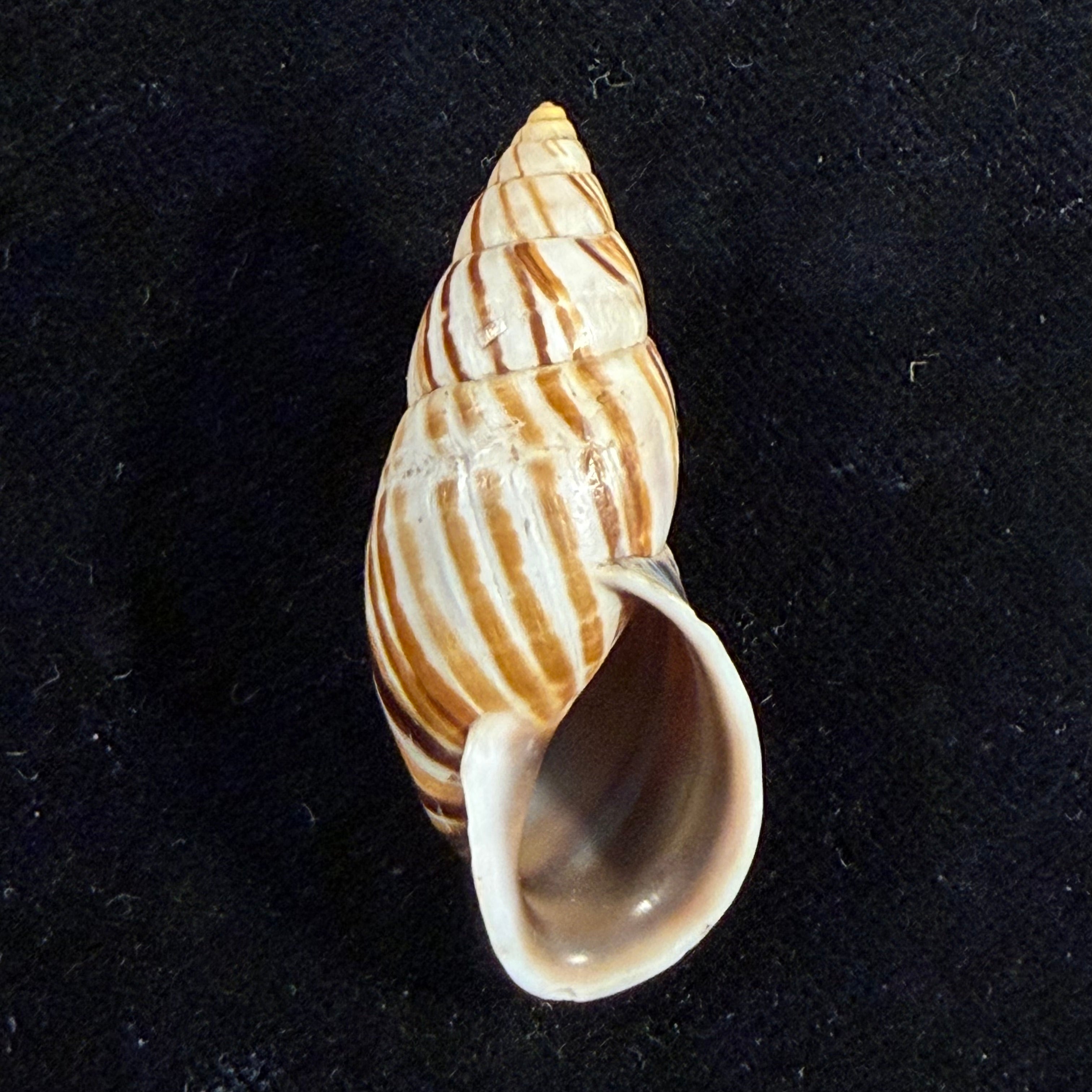 Neopetraeus lobbii (Reeve, 1849) - 41,7mm