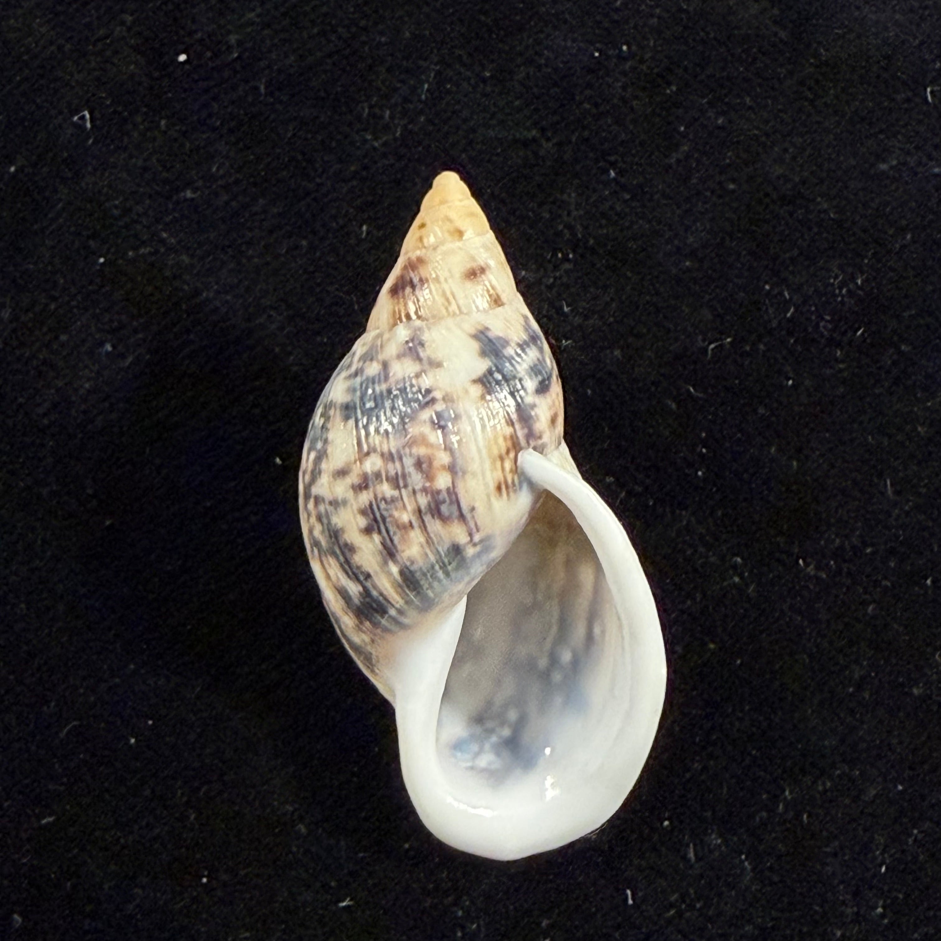 Drymaeus costatus Breure & Vega-Luz, 2021 - 41,4mm