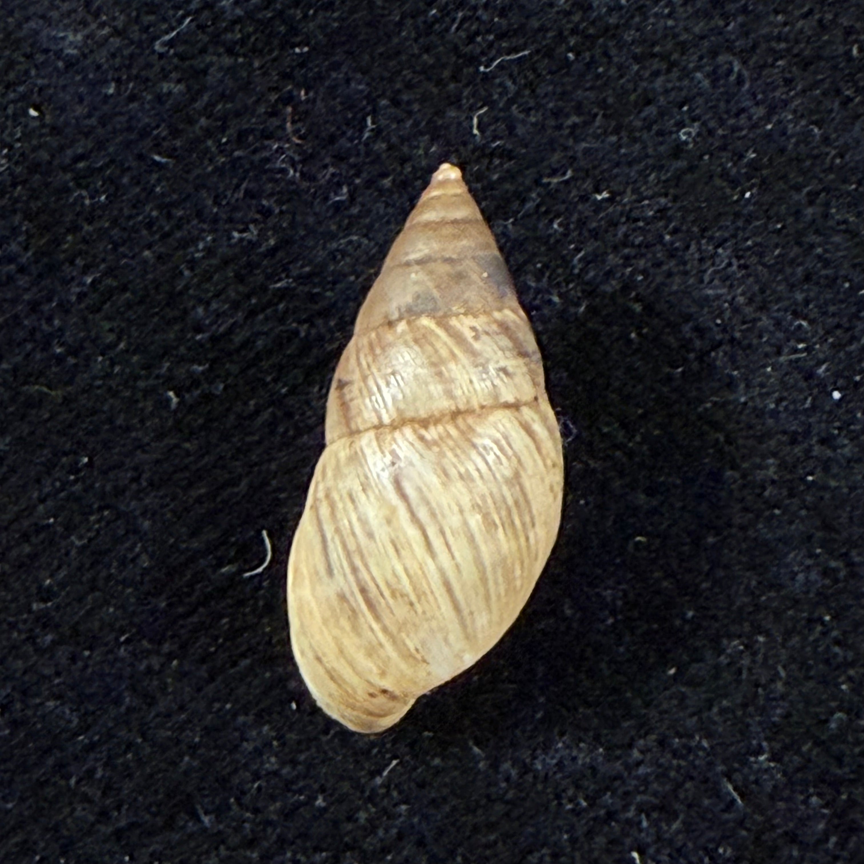 Bostryx umbilicatus Miller, 1979 - 21,2mm