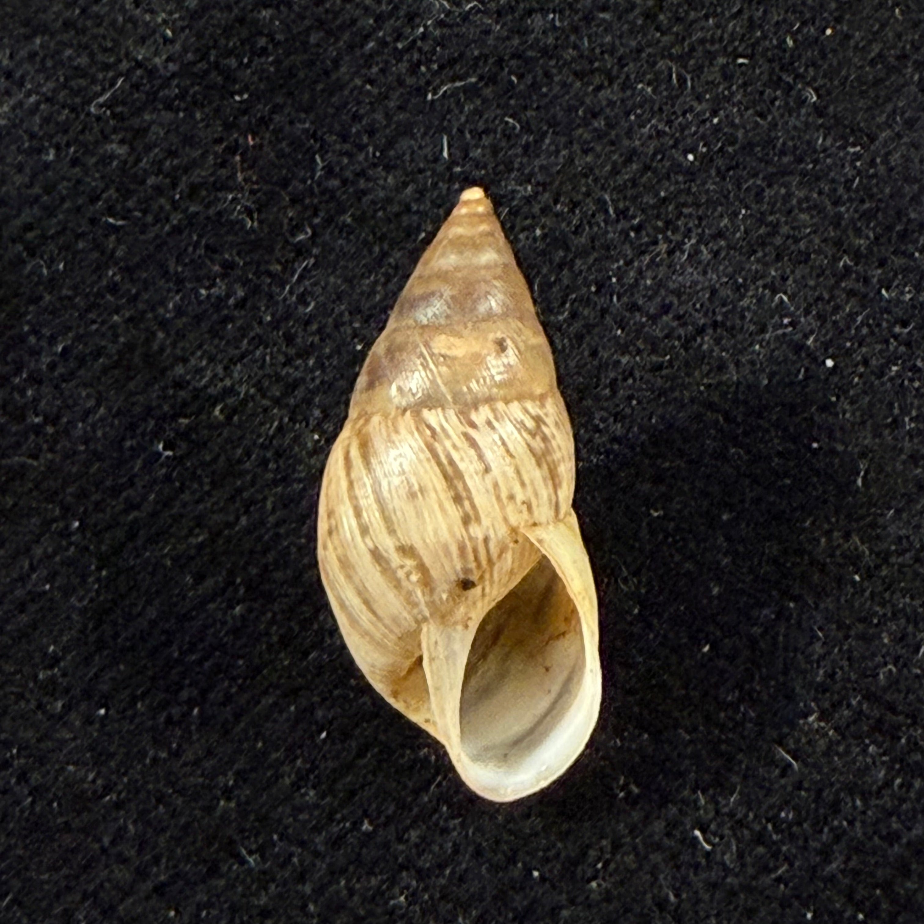 Bostryx umbilicatus Miller, 1979 - 21,2mm