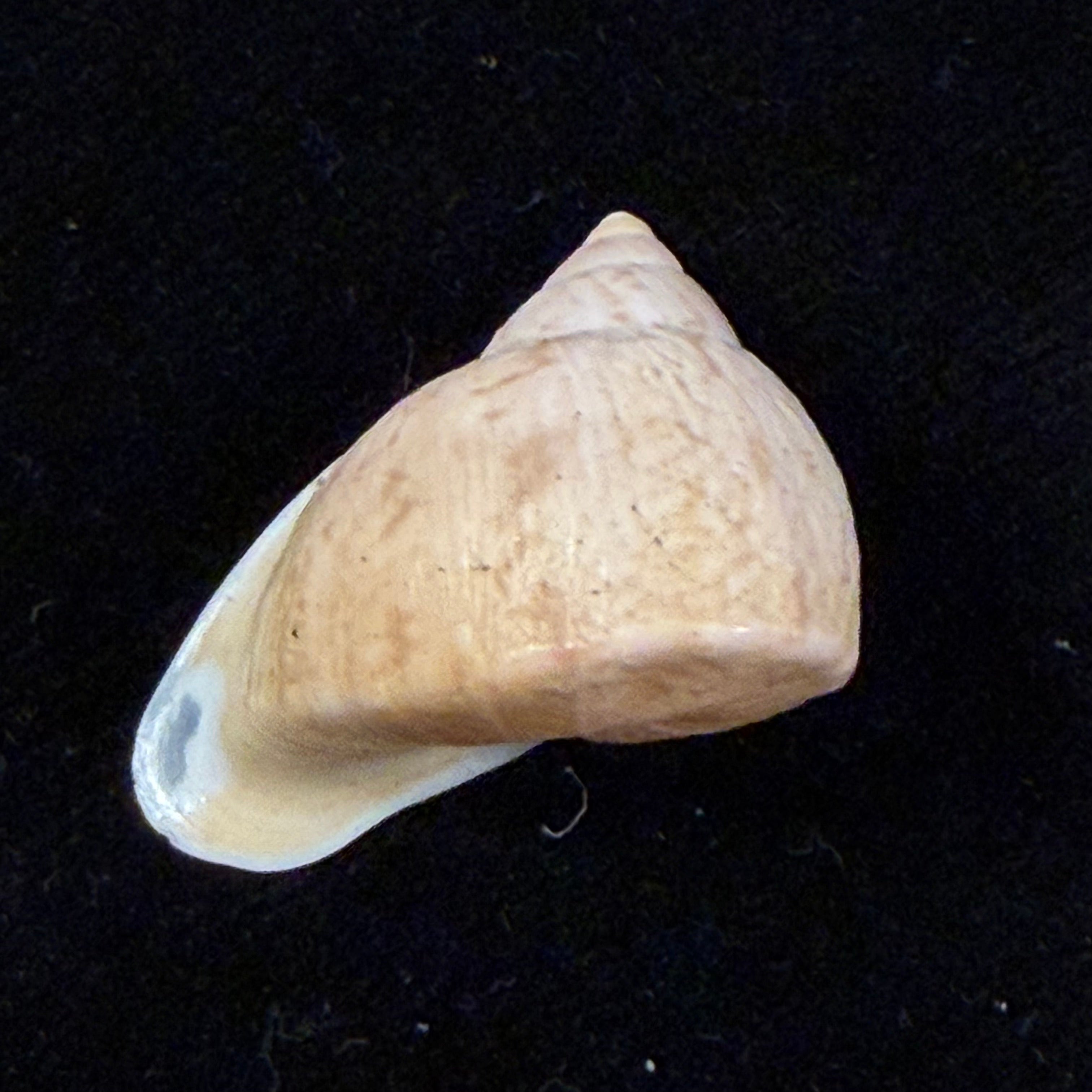 Cochlorina lateralis (Menke, 1828) - 25,8mm