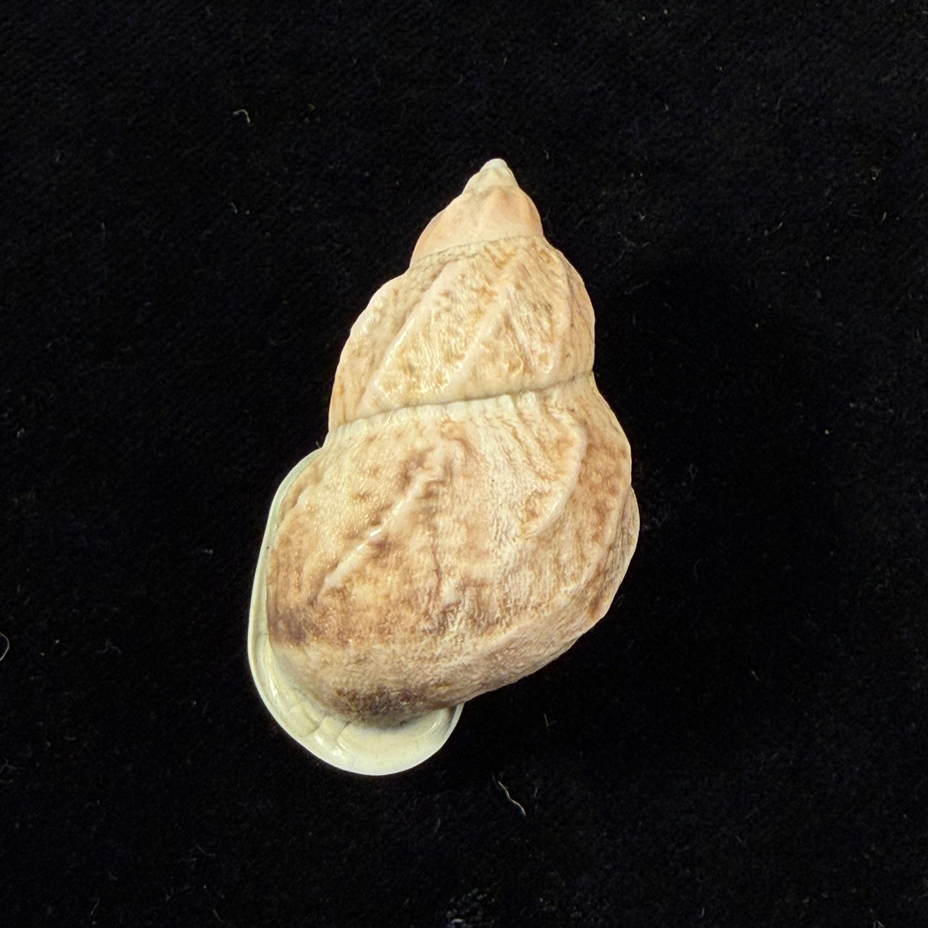Auris melanostoma (Moricand, 1836) - 45,8mm