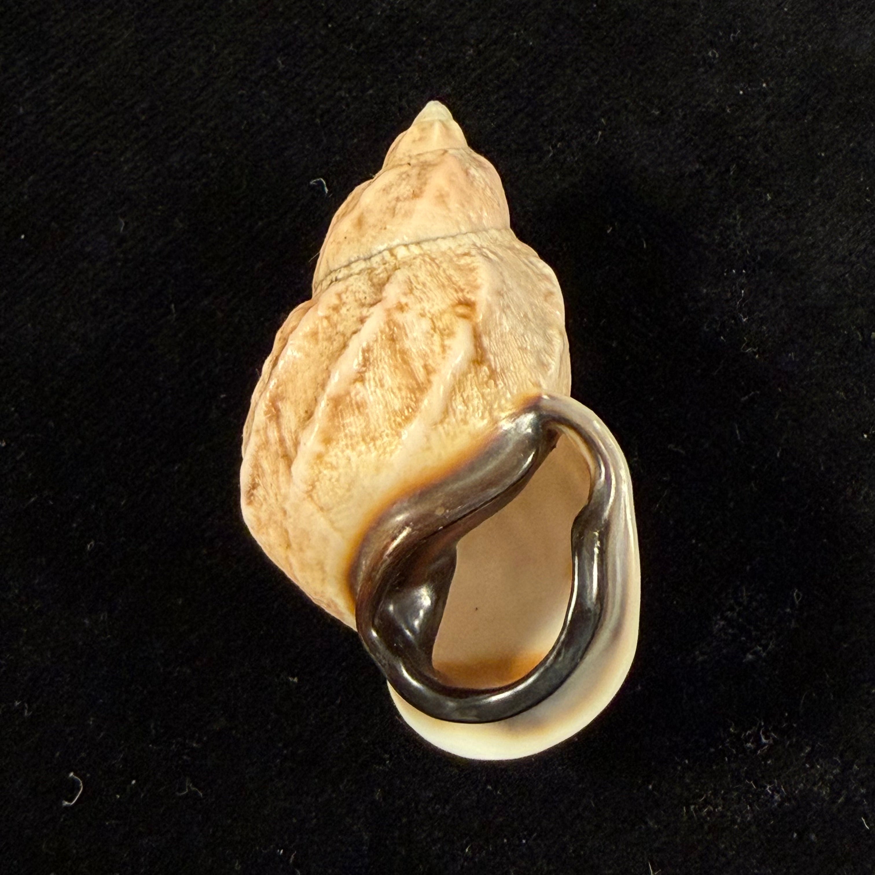 Auris melanostoma (Moricand, 1836) - 45,8mm