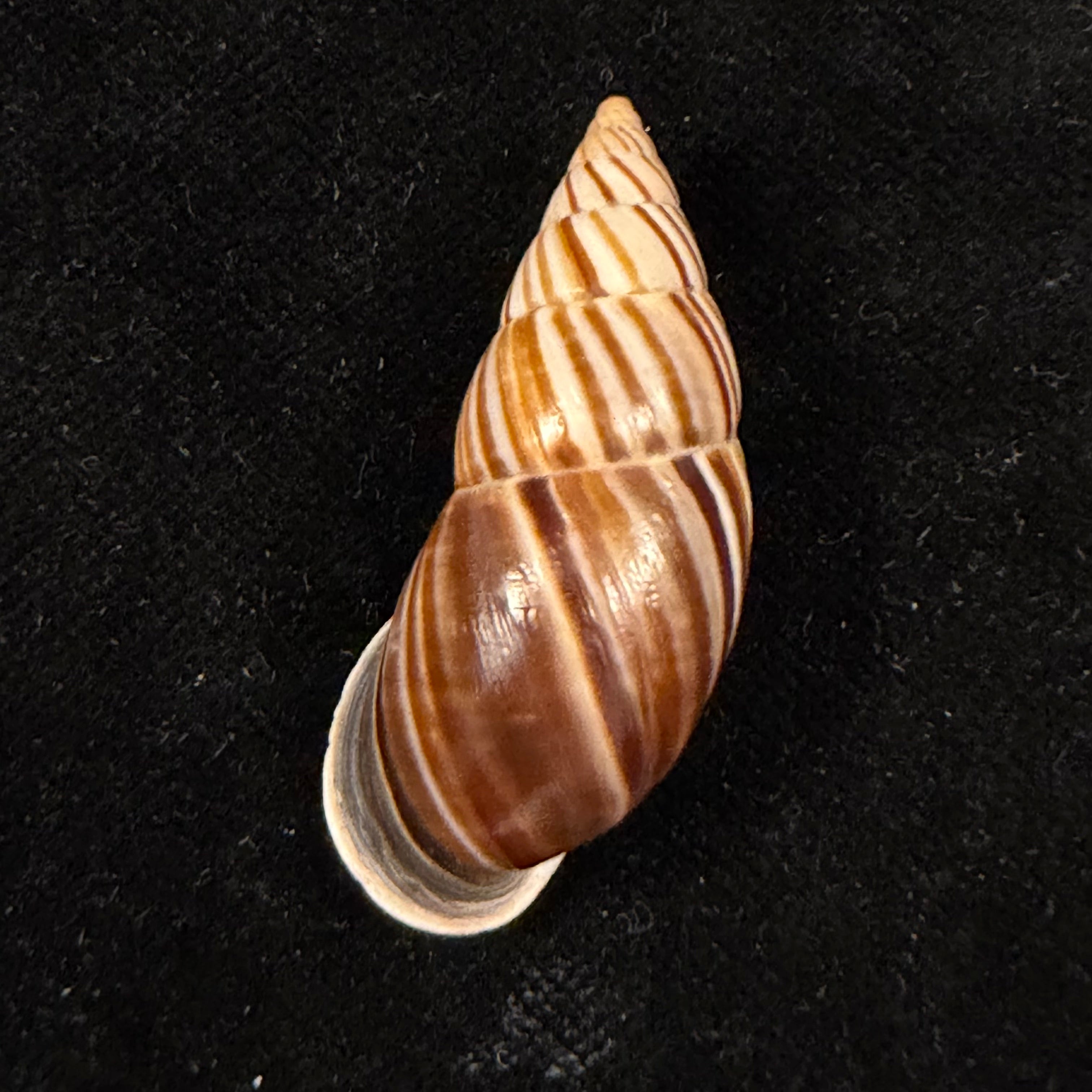 Neopetraeus lobbii (Reeve, 1849) - 39,6mm