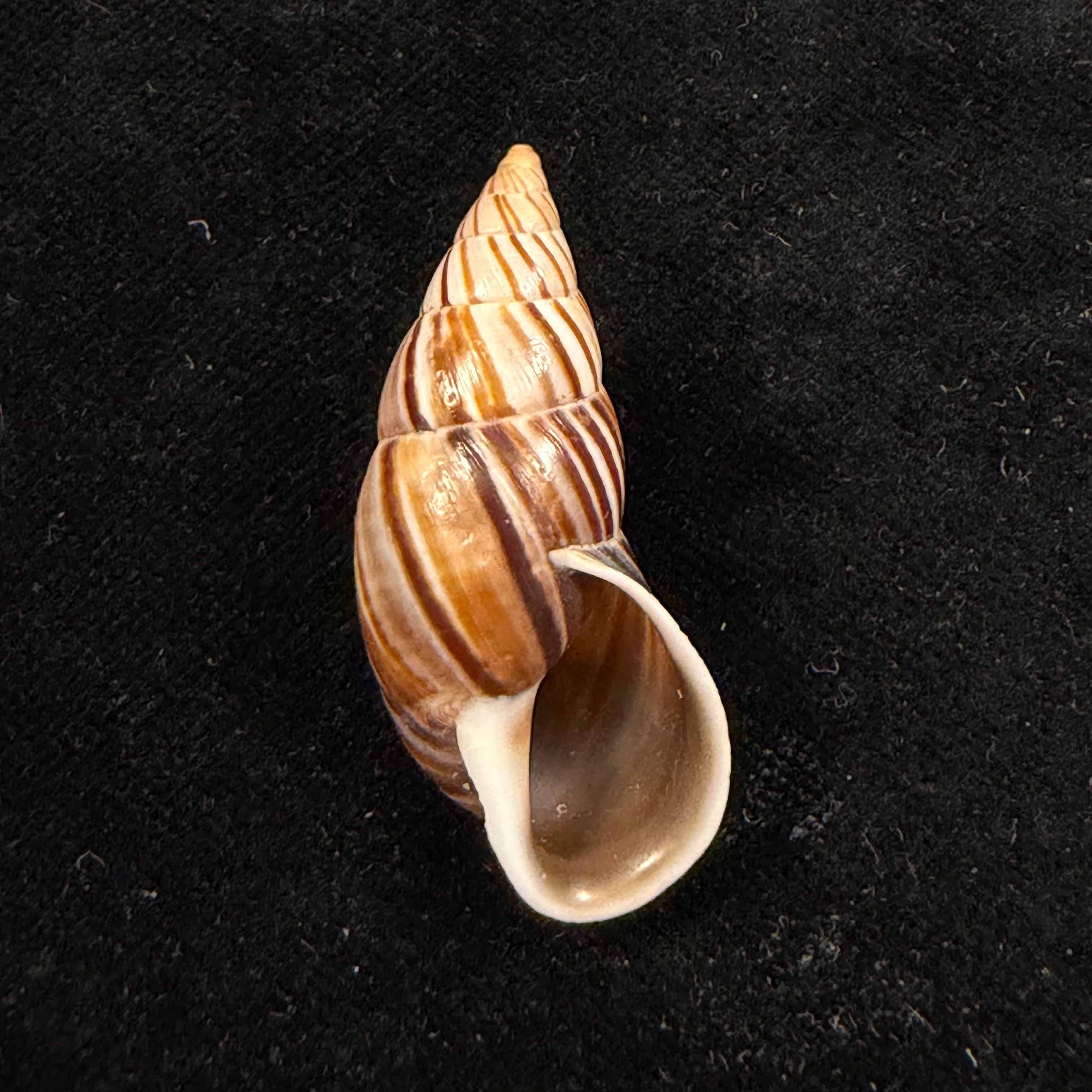 Neopetraeus lobbii (Reeve, 1849) - 39,6mm
