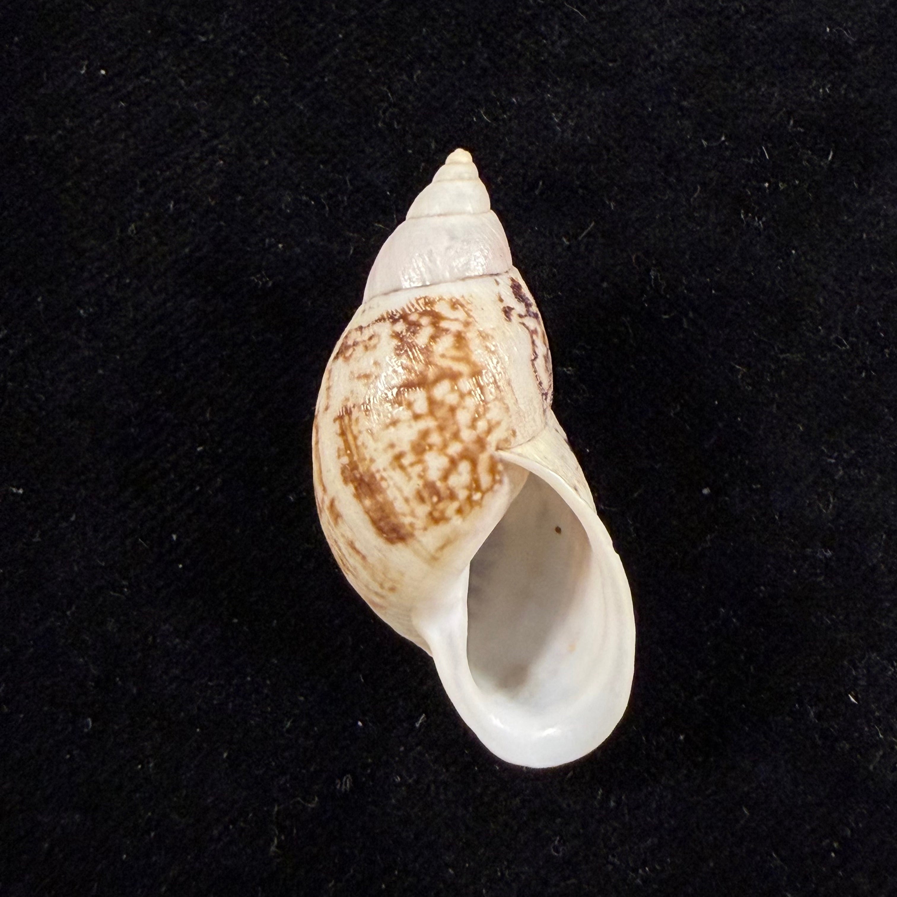 Drymaeus zoographicus (Orbigny, 1835) - 37,5mm