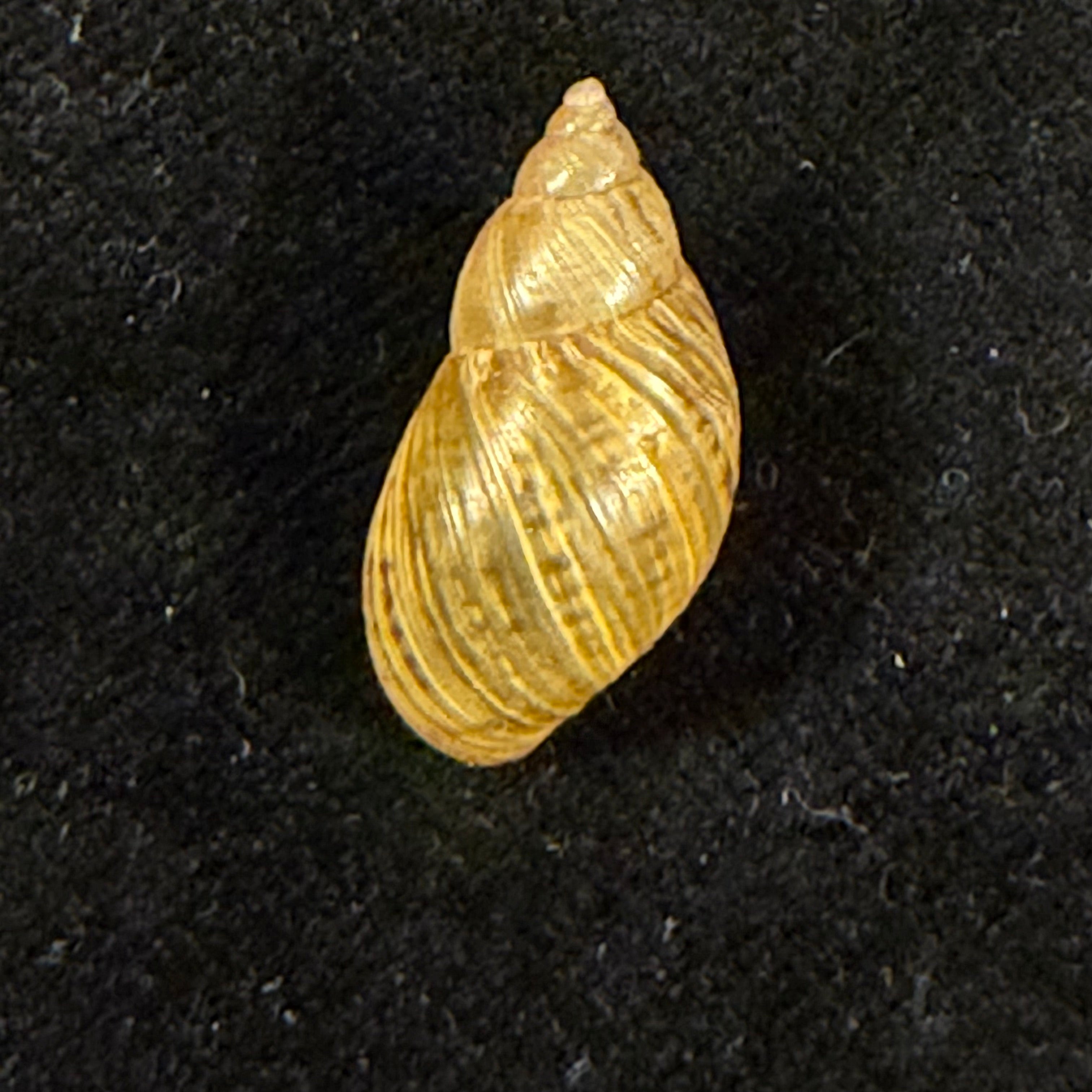 Discoleus aguirrei (Doering, 1884) - 21,4mm