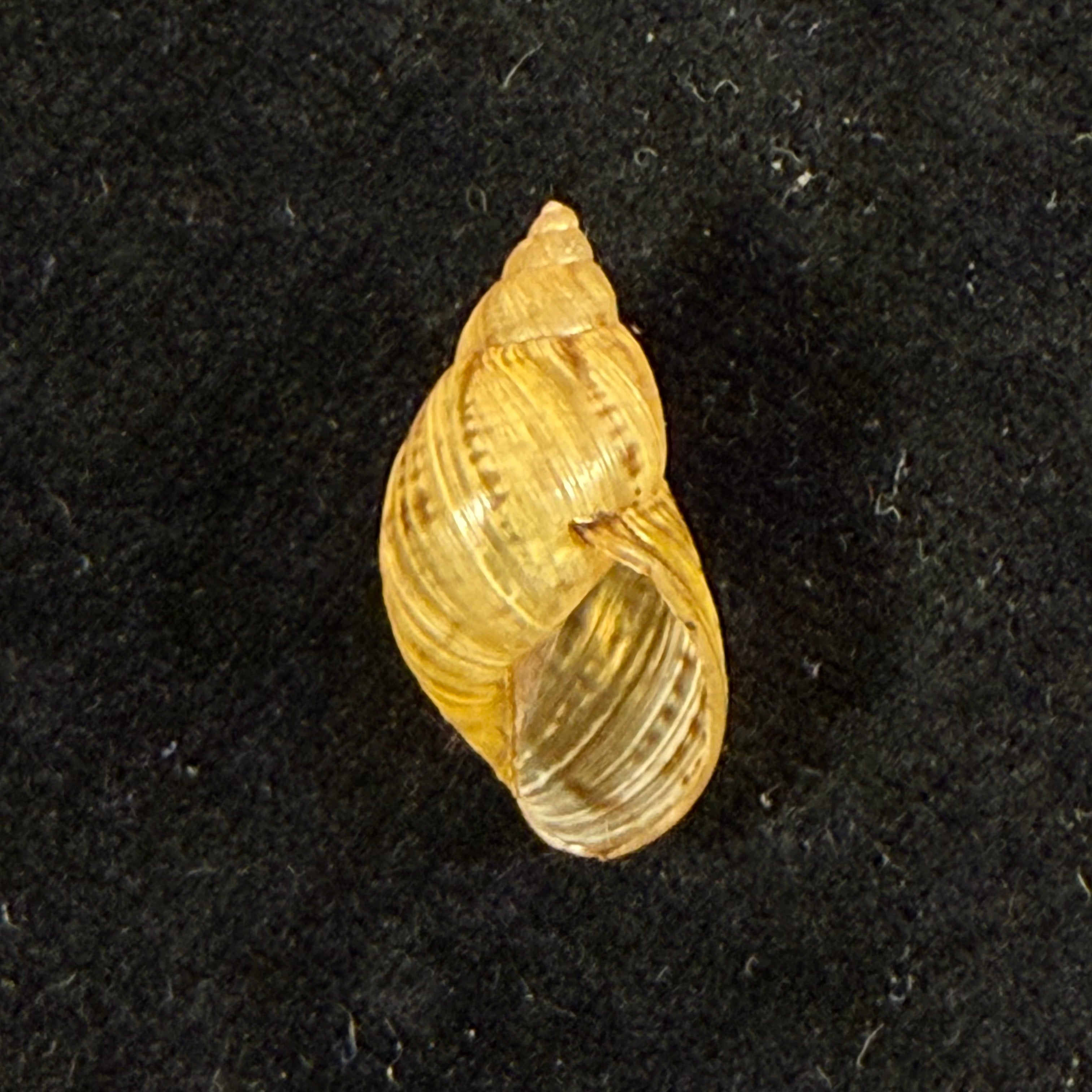 Discoleus aguirrei (Doering, 1884) - 21,4mm