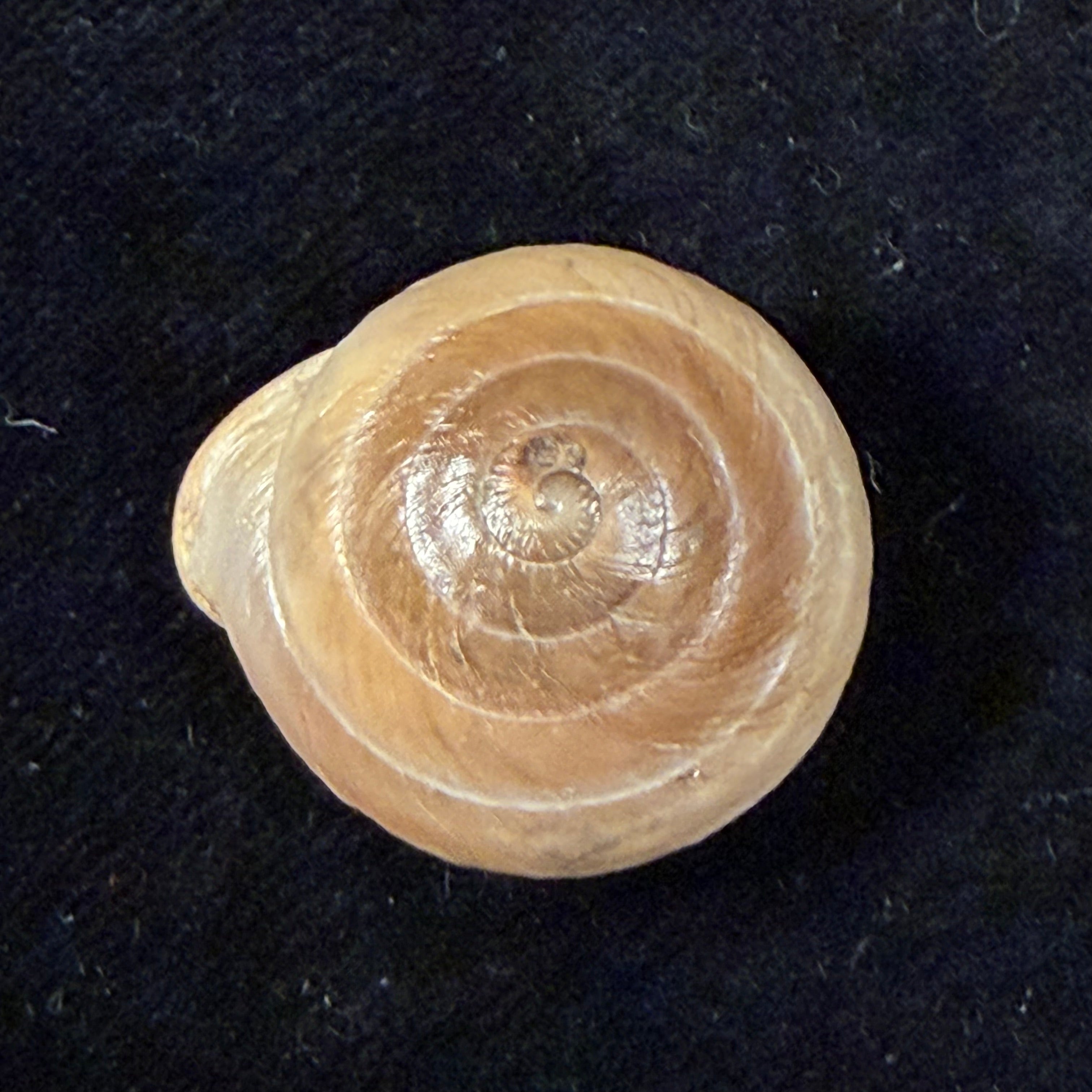 Lucerna lucerna (O. F. Müller, 1774) - 28,4mm