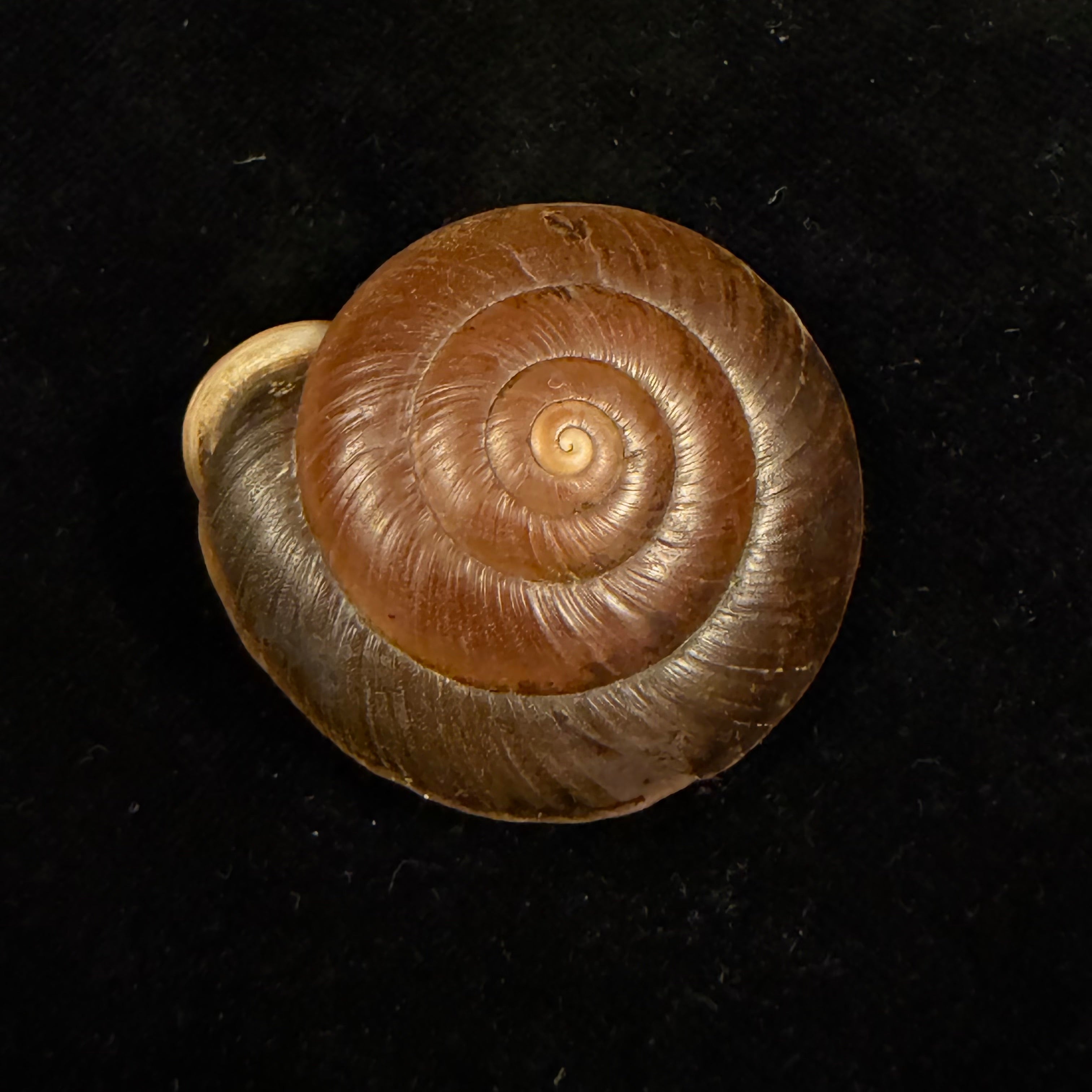 Labyrinthus raimondii (Philippi, 1867) - 39,3mm
