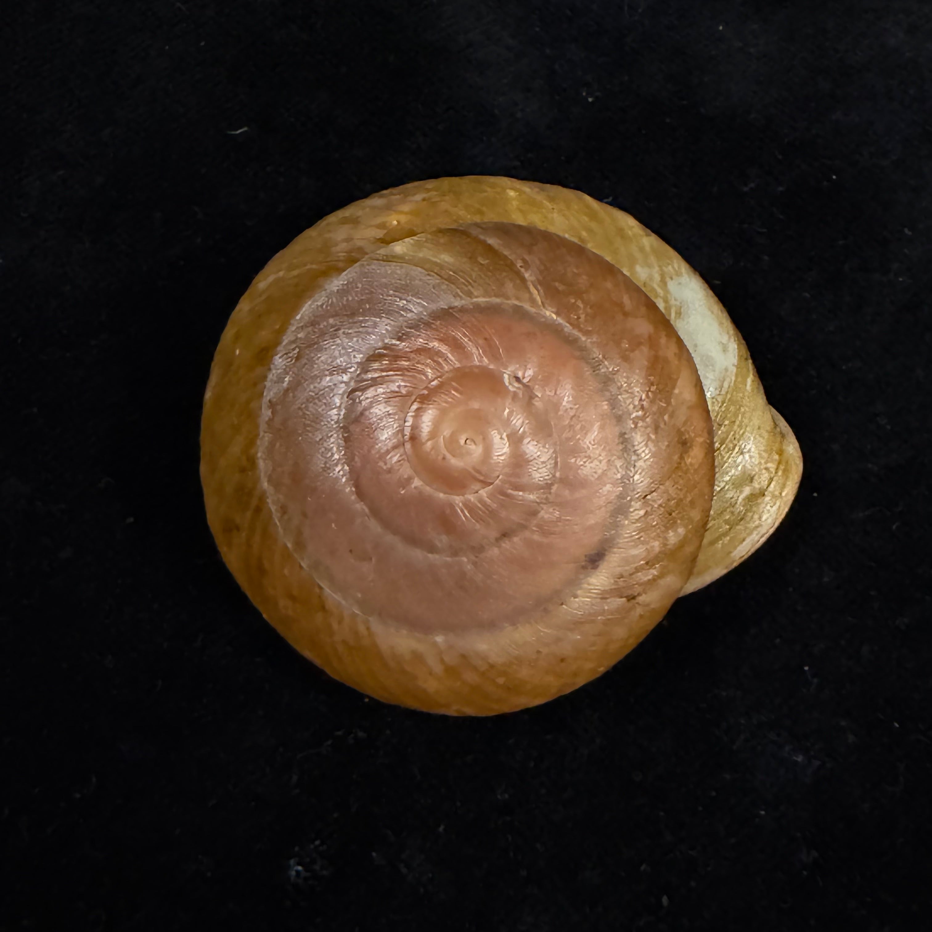 Lucerna goniasmos (Pilsbry, 1889) - 52,9mm
