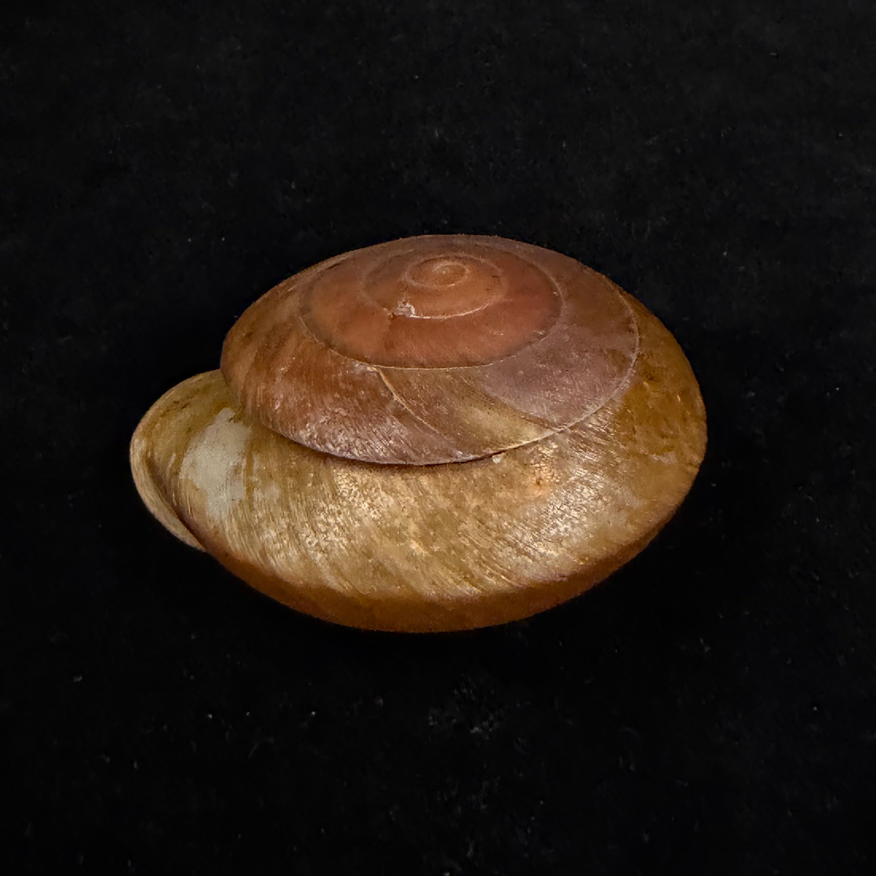 Lucerna goniasmos (Pilsbry, 1889) - 52,9mm
