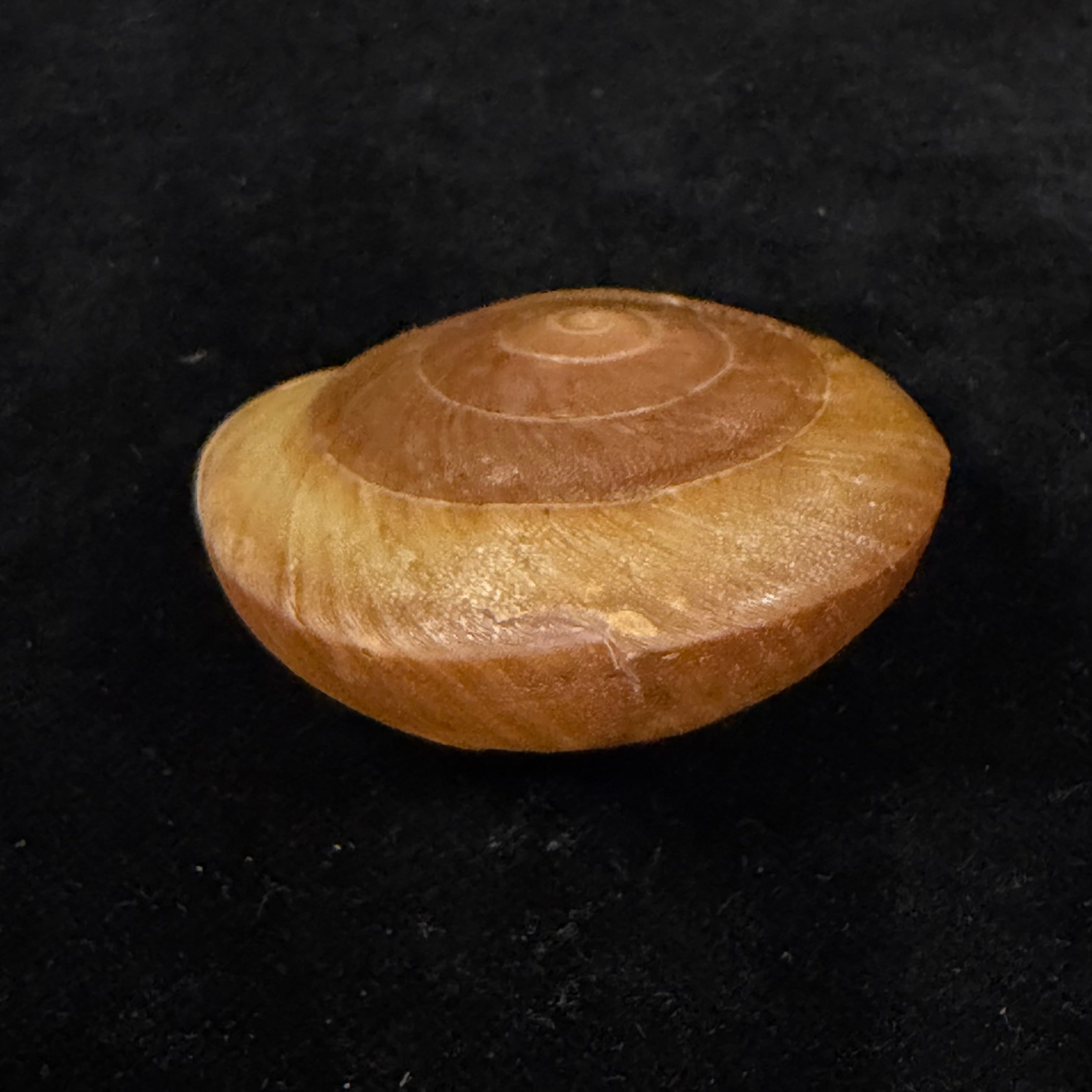 Lucerna goniasmos (Pilsbry, 1889) - 54,5mm
