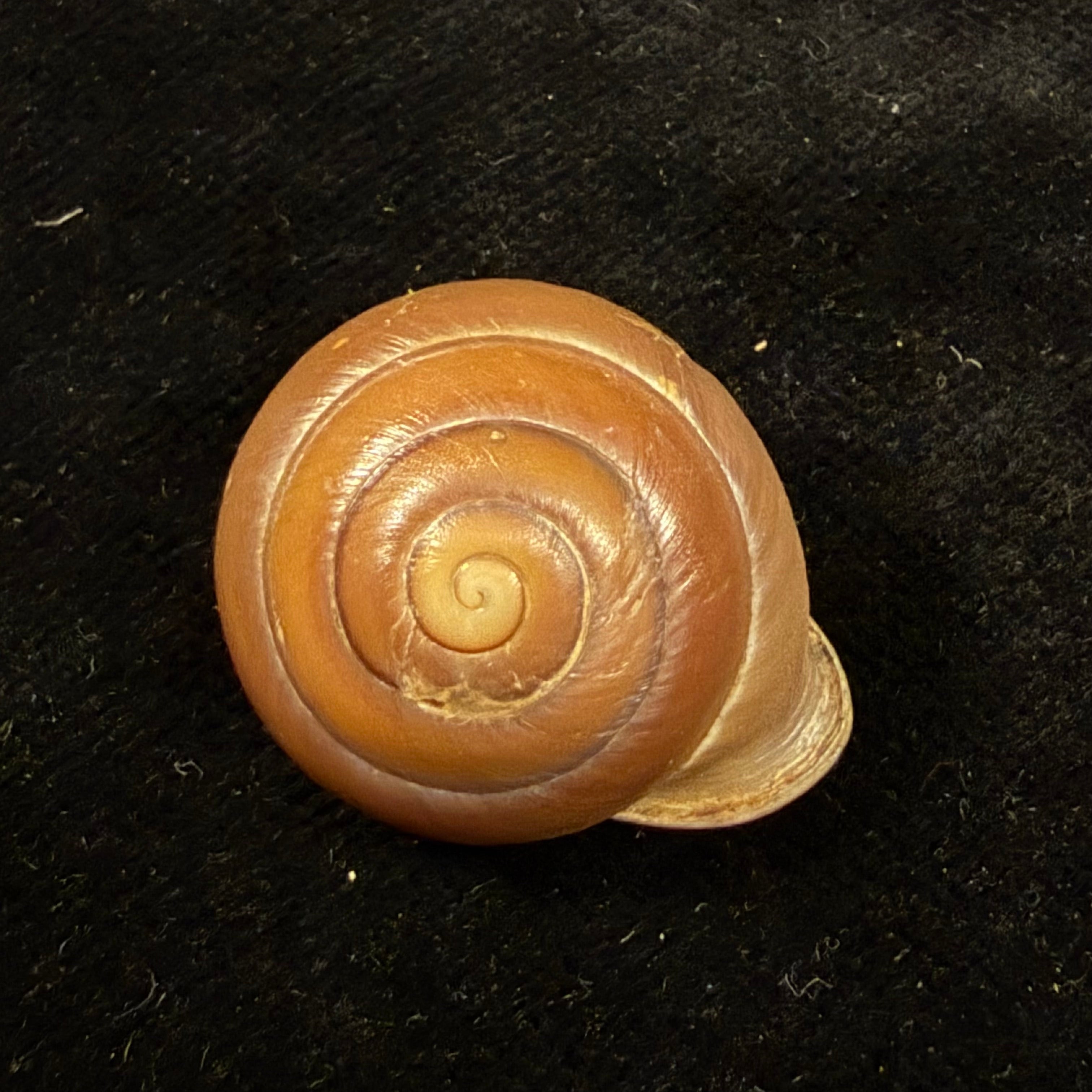 Dentellaria sloaneana (L. Pfeiffer, 1868) - 25,7mm