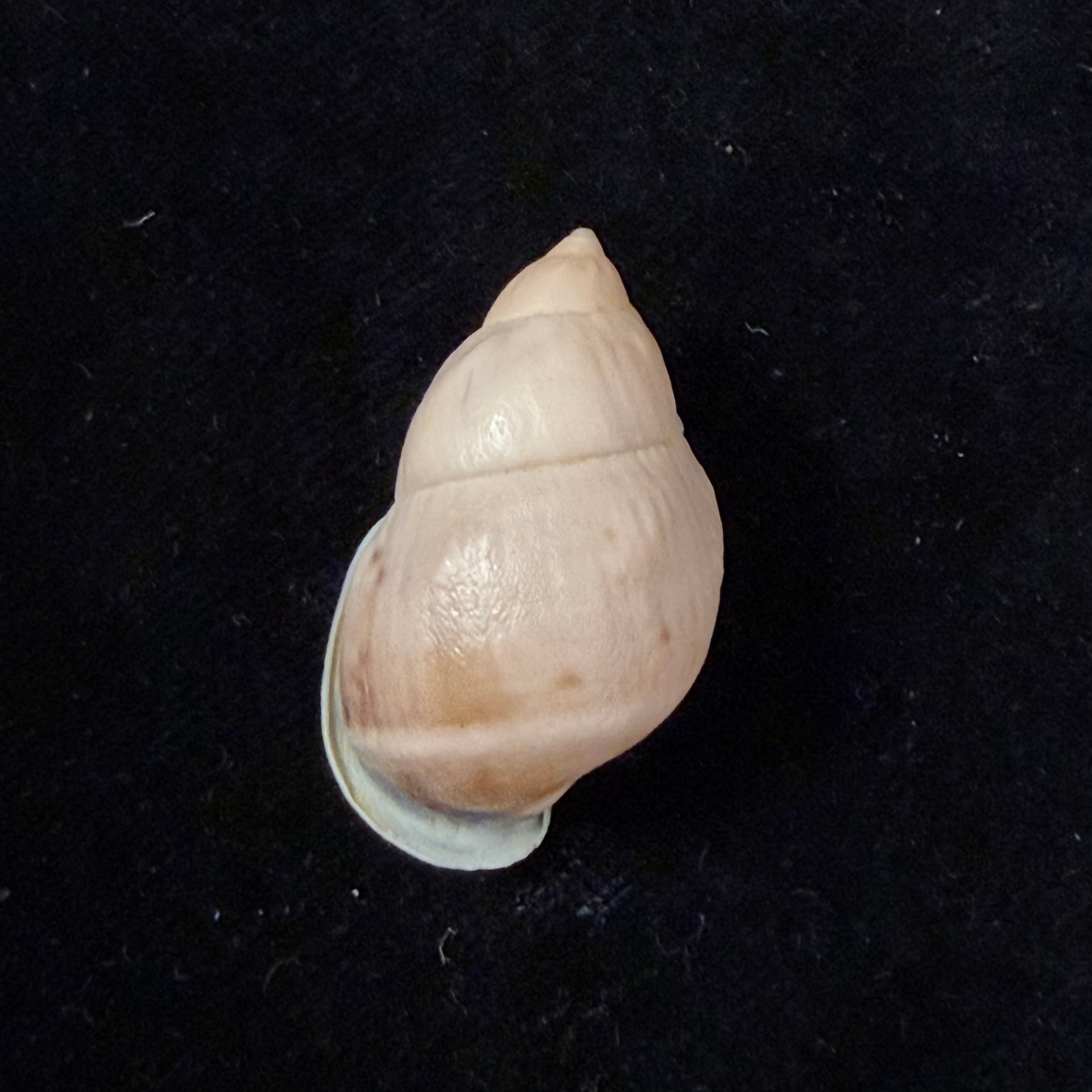 Auris inornata Simone & Amaral, 2021 - 37mm