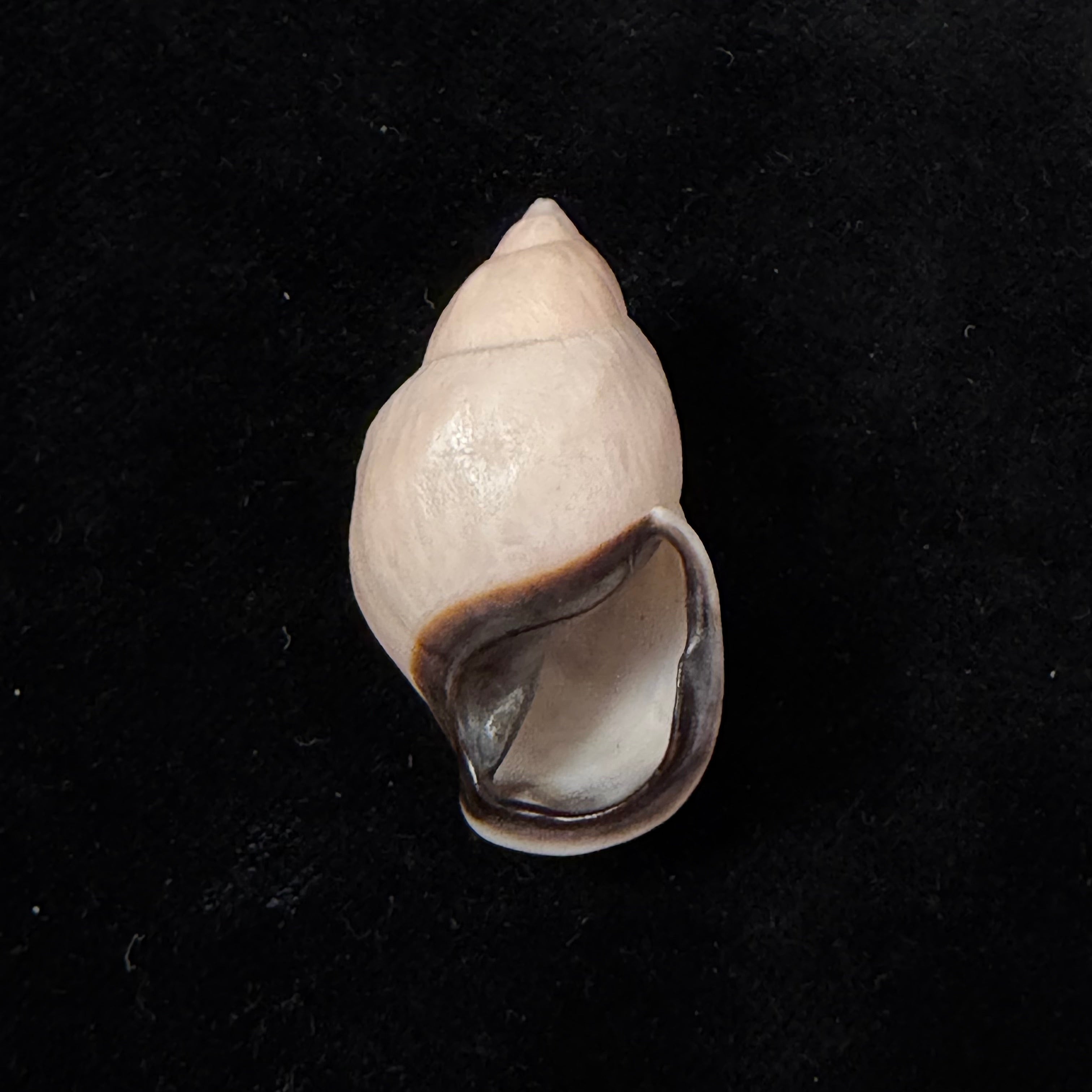 Auris inornata Simone & Amaral, 2021 - 37mm