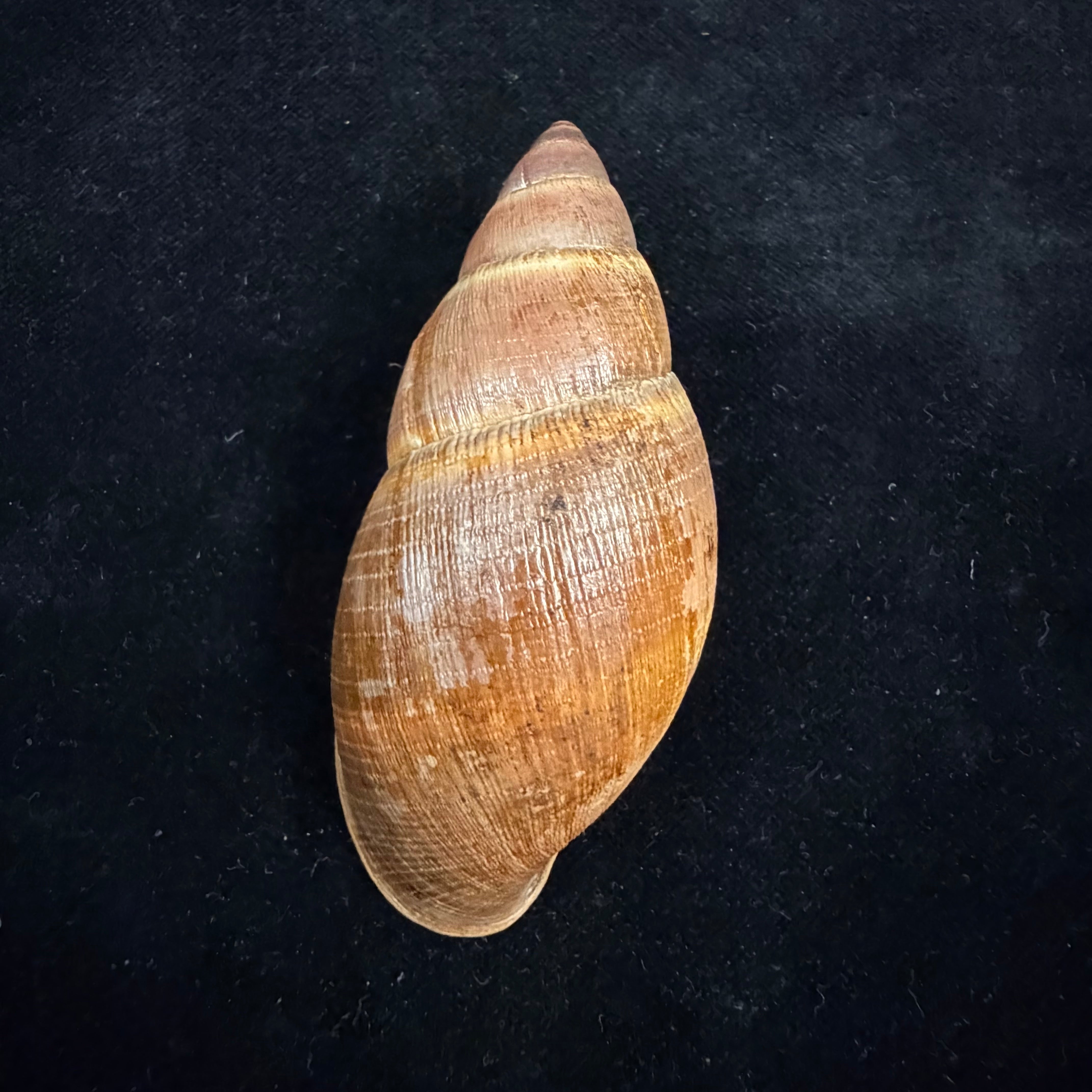 Thaumastus sangoae (Tschudi in Troschel, 1852) - 82,9mm