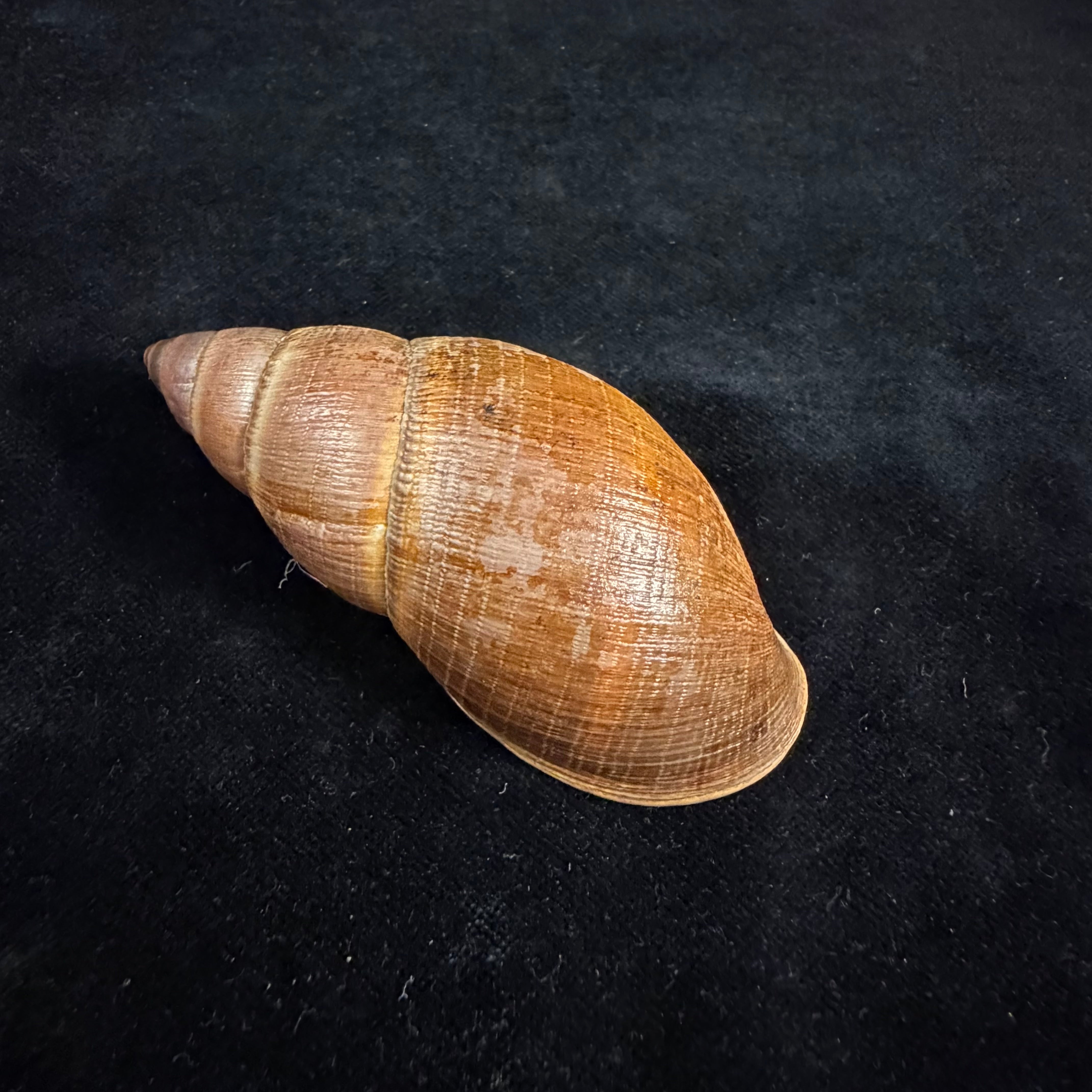 Thaumastus sangoae (Tschudi in Troschel, 1852) - 82,9mm