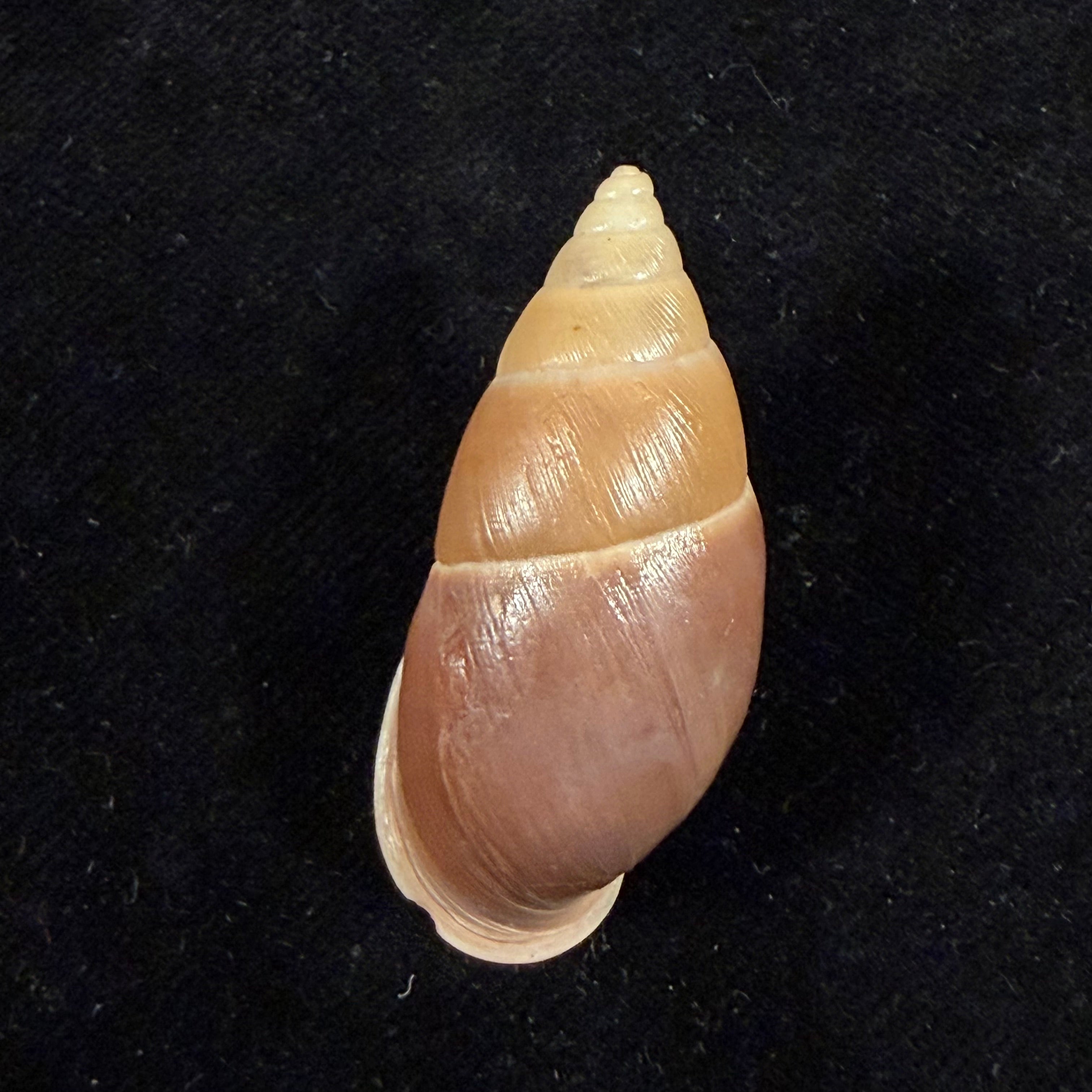 Kora corallina Simone, 2012 - 41,8mm