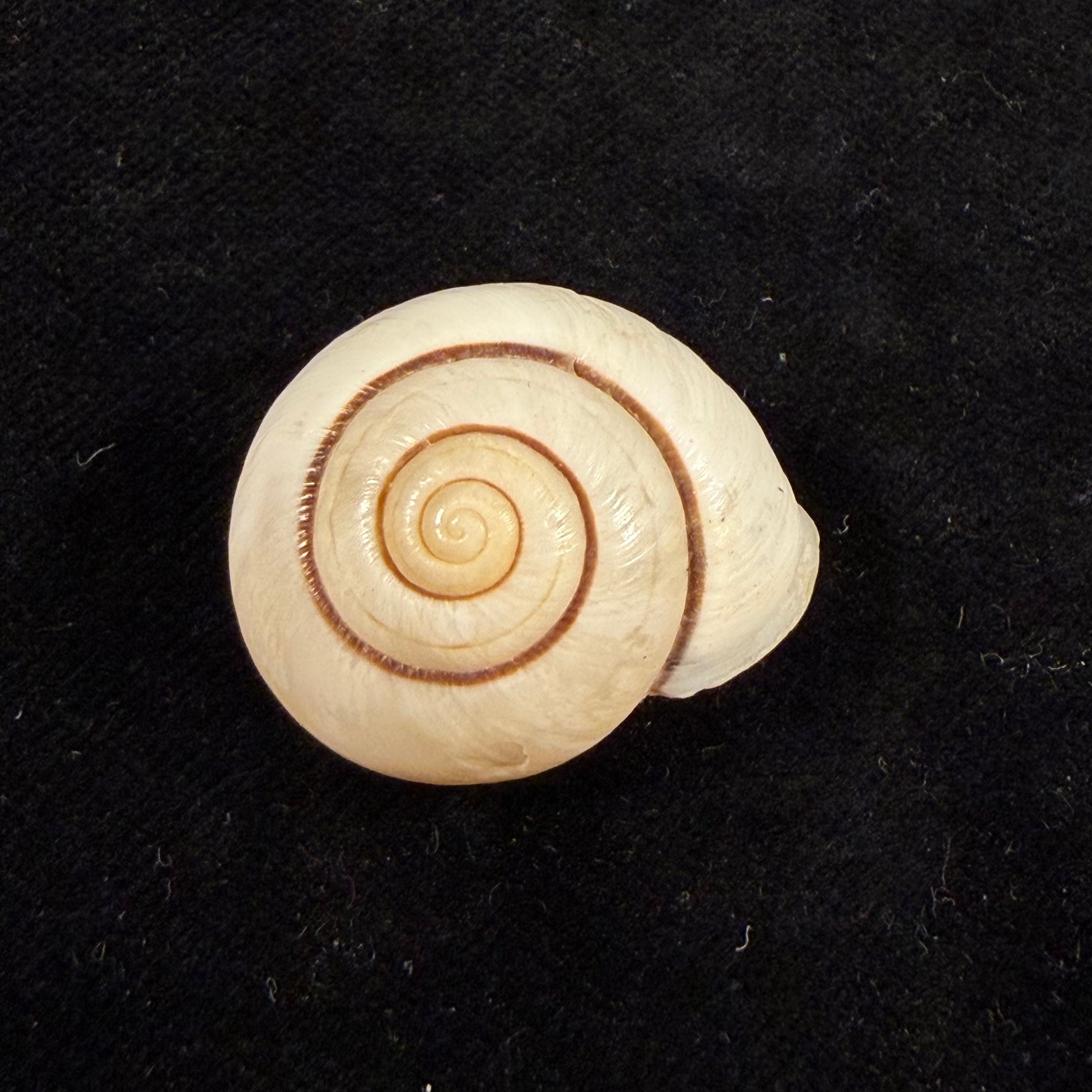 Ampelita robillardi (H. Adams & Angas, 1876) - 29,4mm
