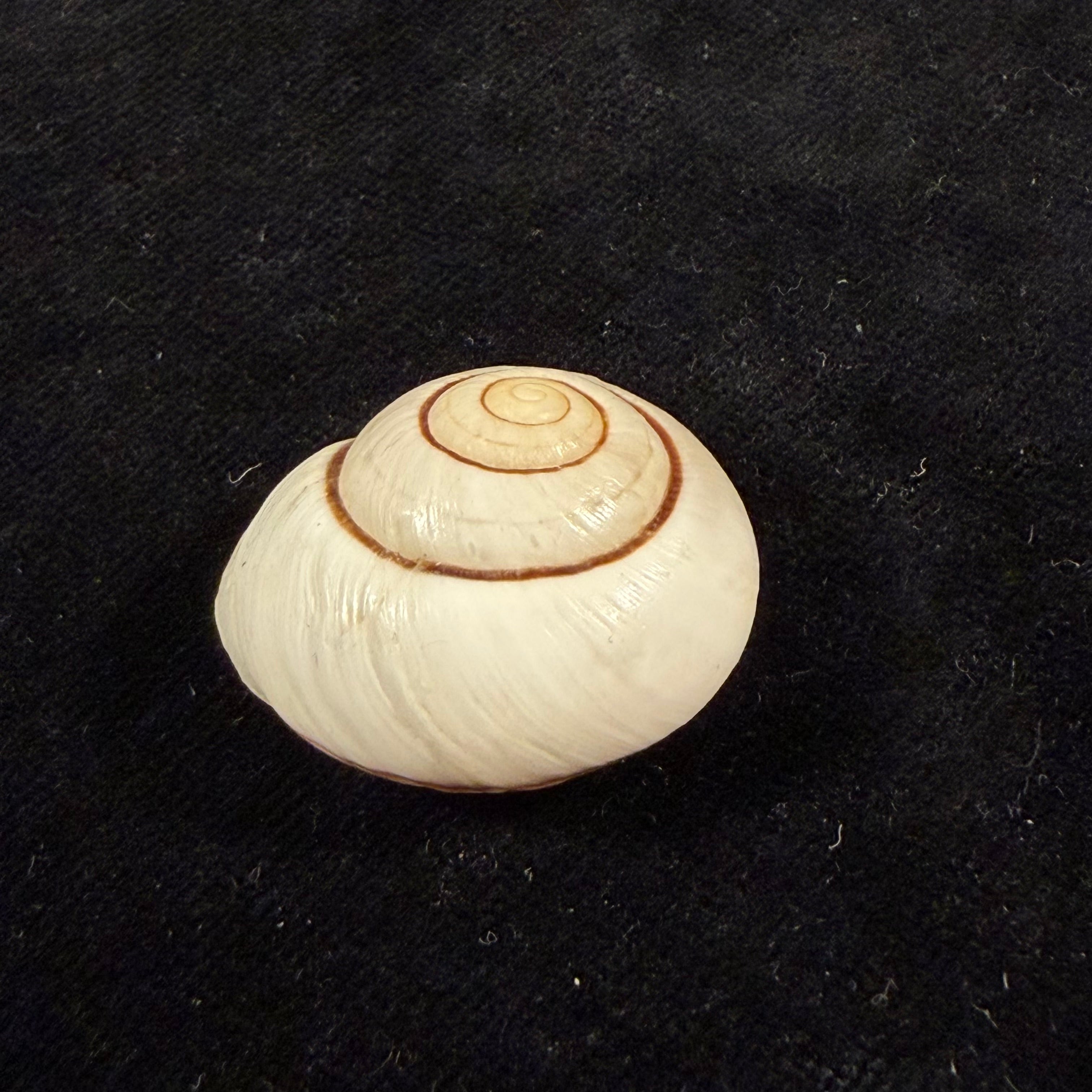 Ampelita robillardi (H. Adams & Angas, 1876) - 29,4mm