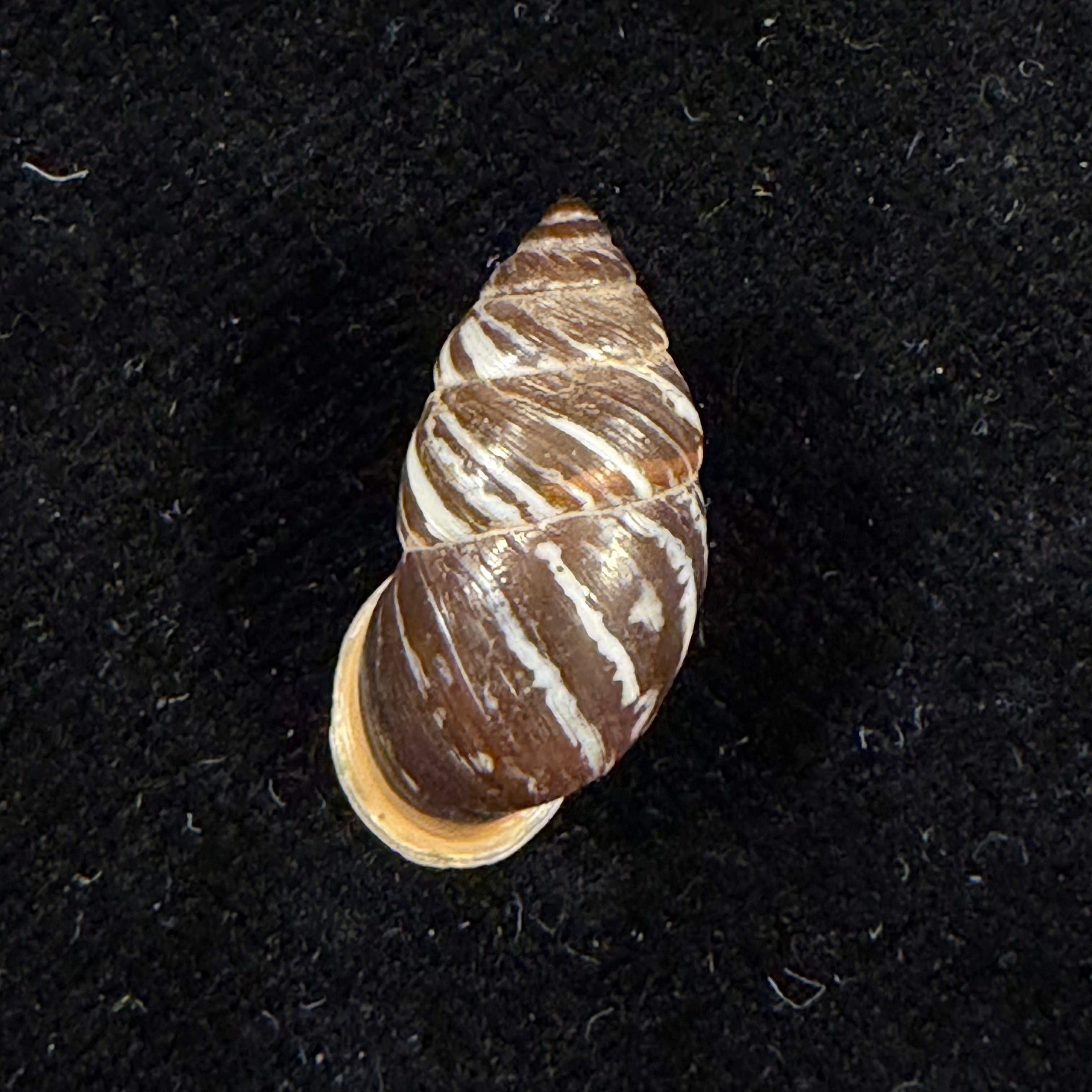 Pupinidius melinostoma (Möllendorff, 1901) - 19,8mm