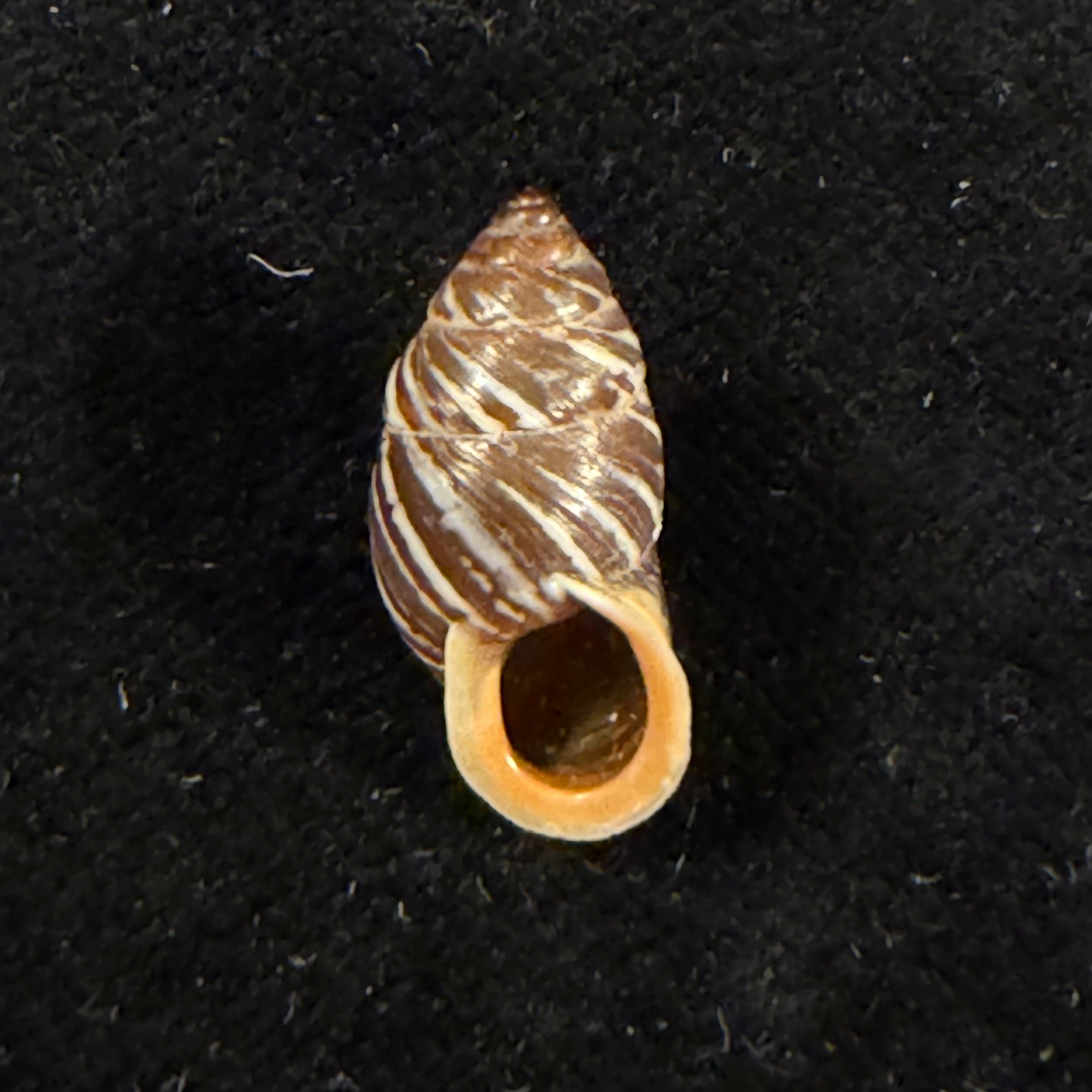 Pupinidius melinostoma (Möllendorff, 1901) - 19,8mm
