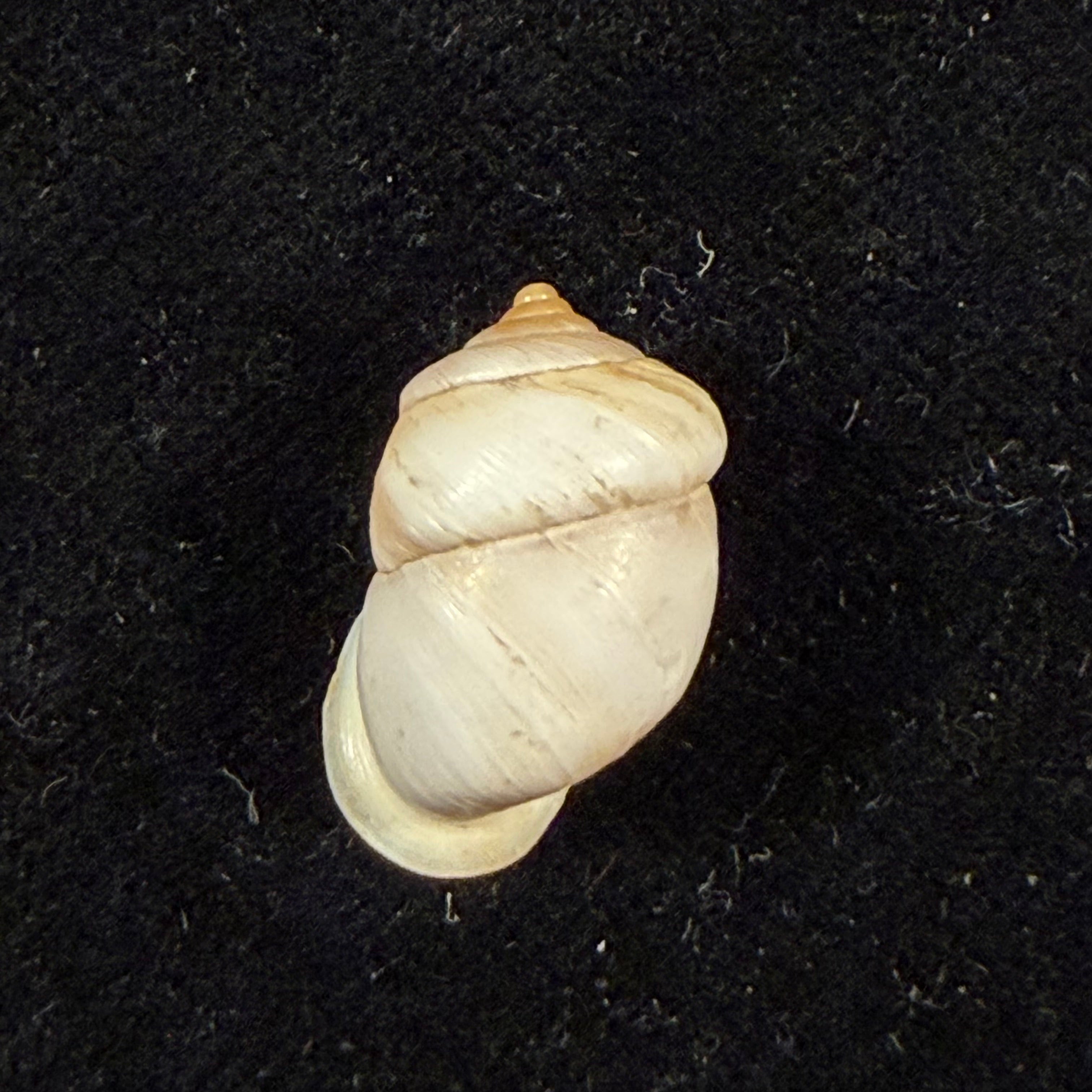 Pupinidius pupinella altispirus (Möllendorff, 1901) - 18,5mm