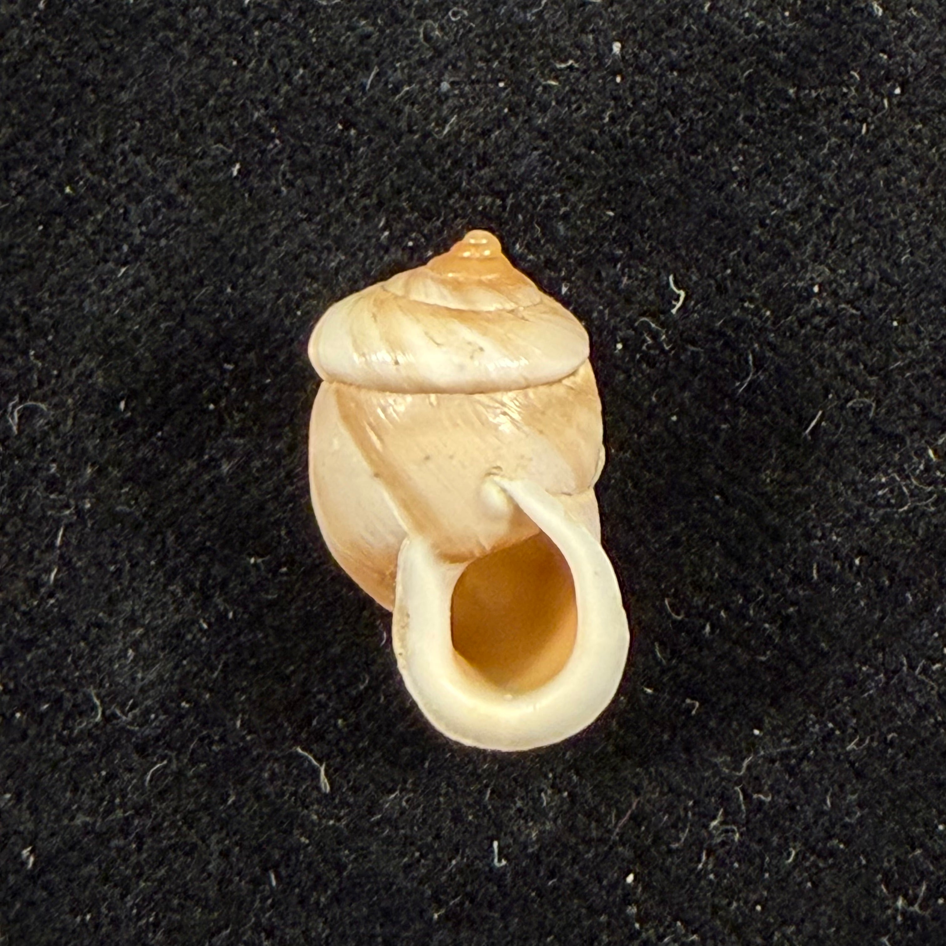 Pupinidius pupinella altispirus (Möllendorff, 1901) - 18,5mm