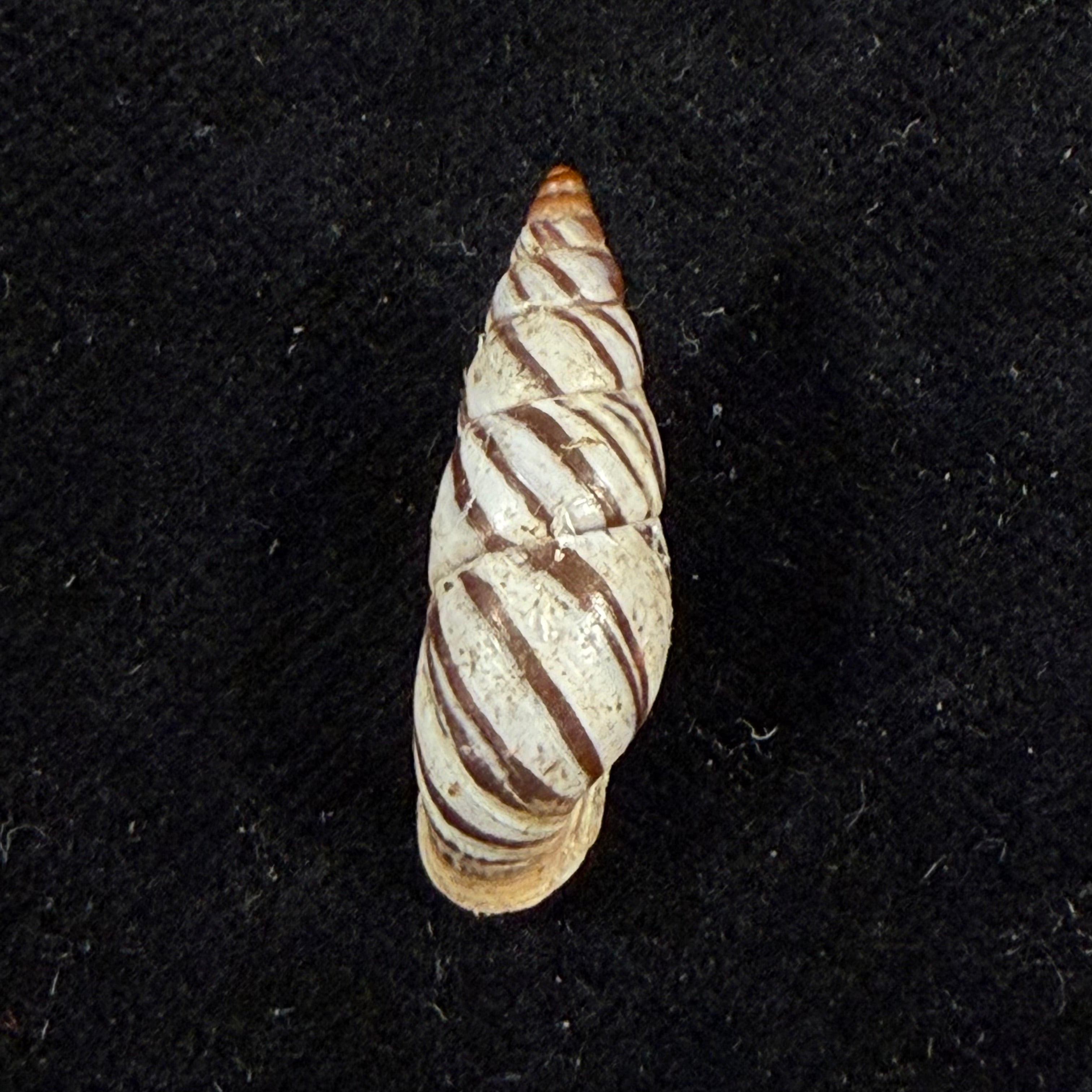 Pseudonapaeus ottonis (Sturany, 1899) - 24,9mm