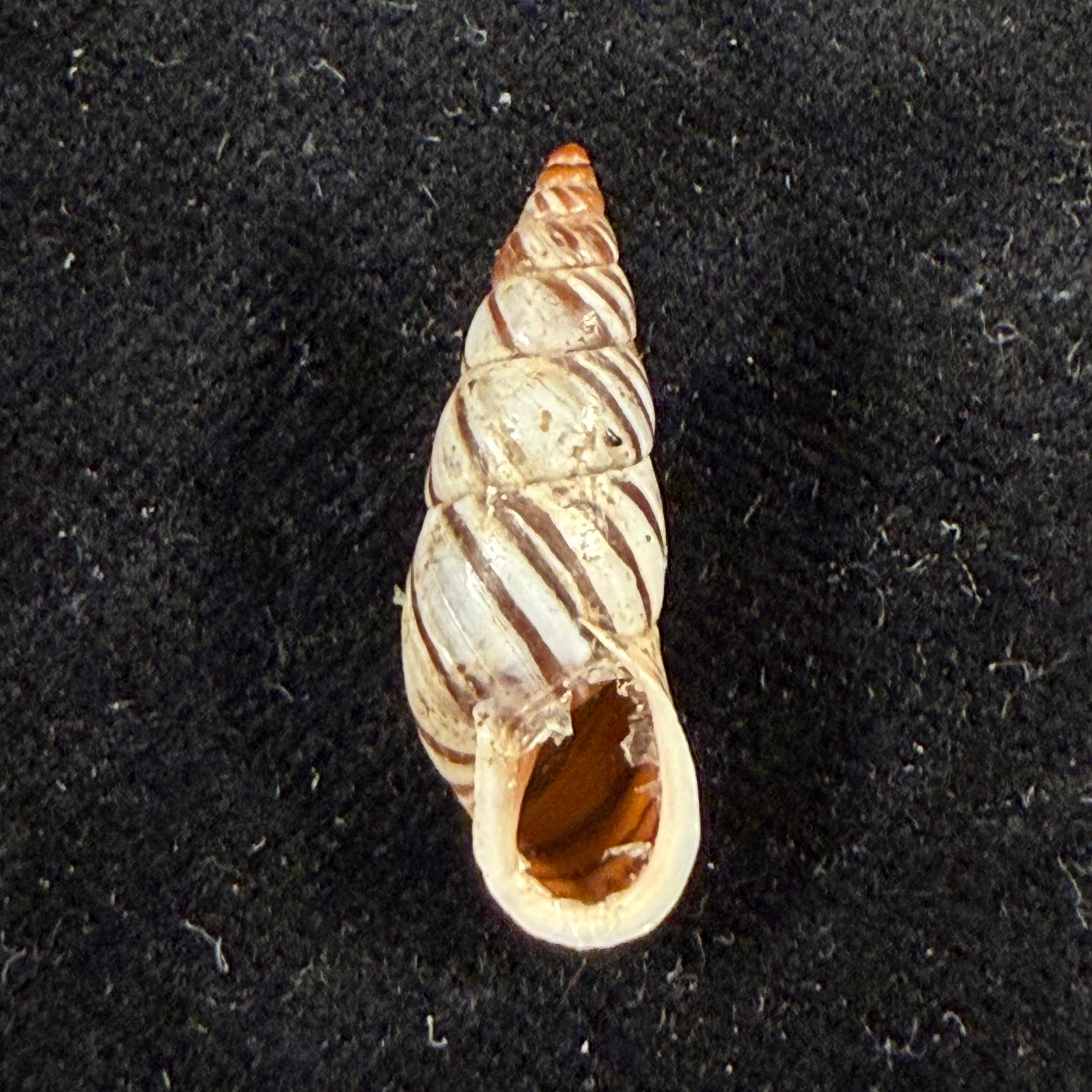 Pseudonapaeus ottonis (Sturany, 1899) - 24,9mm
