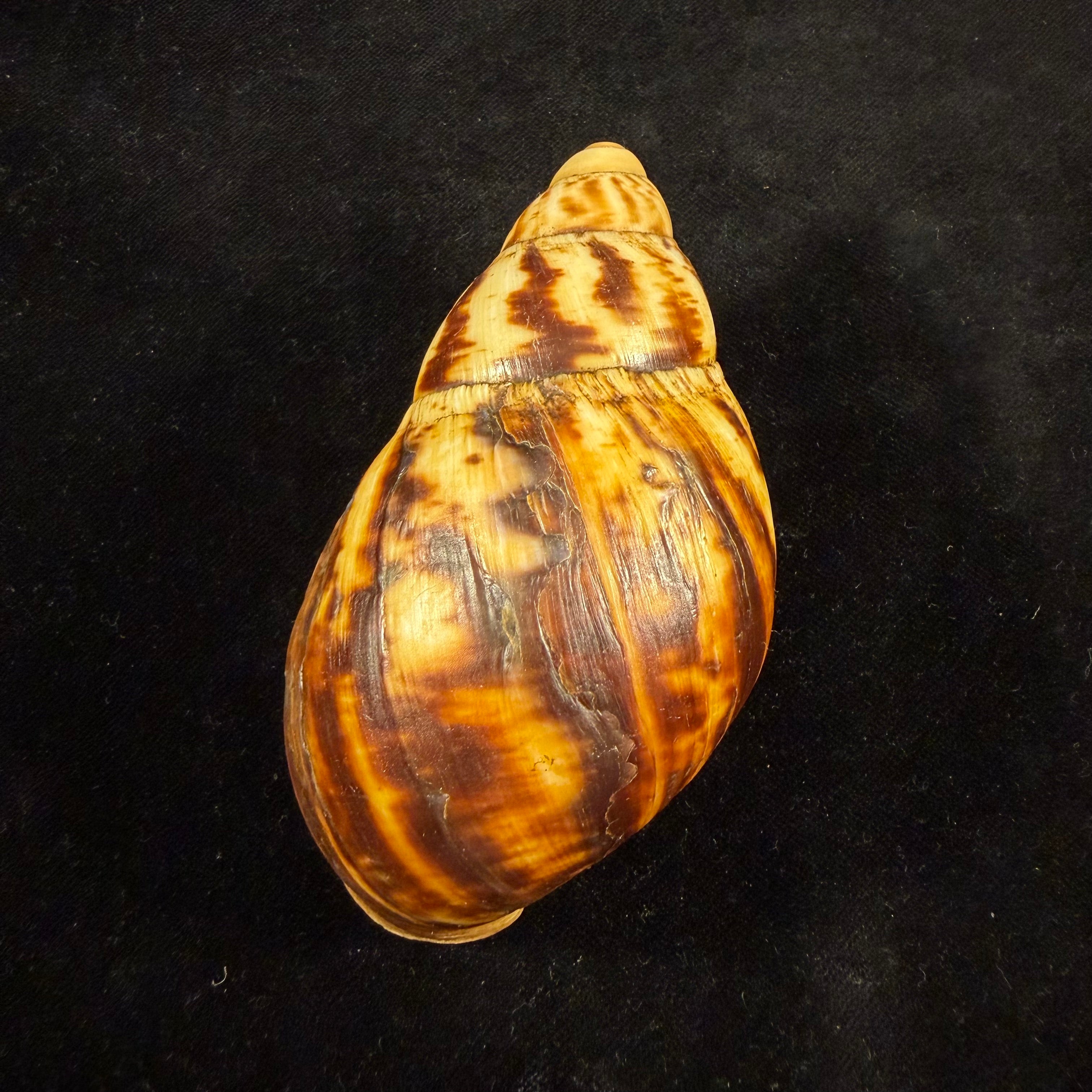 Archachatina marginata suturalis (R. A. Philippi, 1849) - 102mm