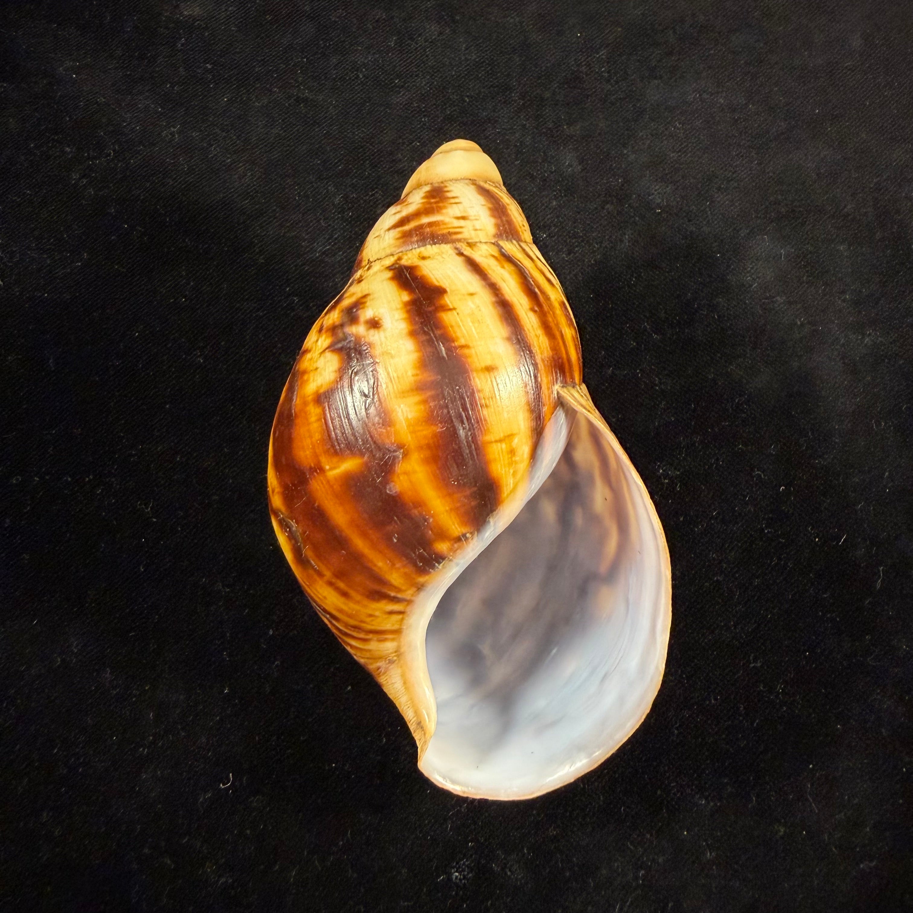 Archachatina marginata suturalis (R. A. Philippi, 1849) - 102mm