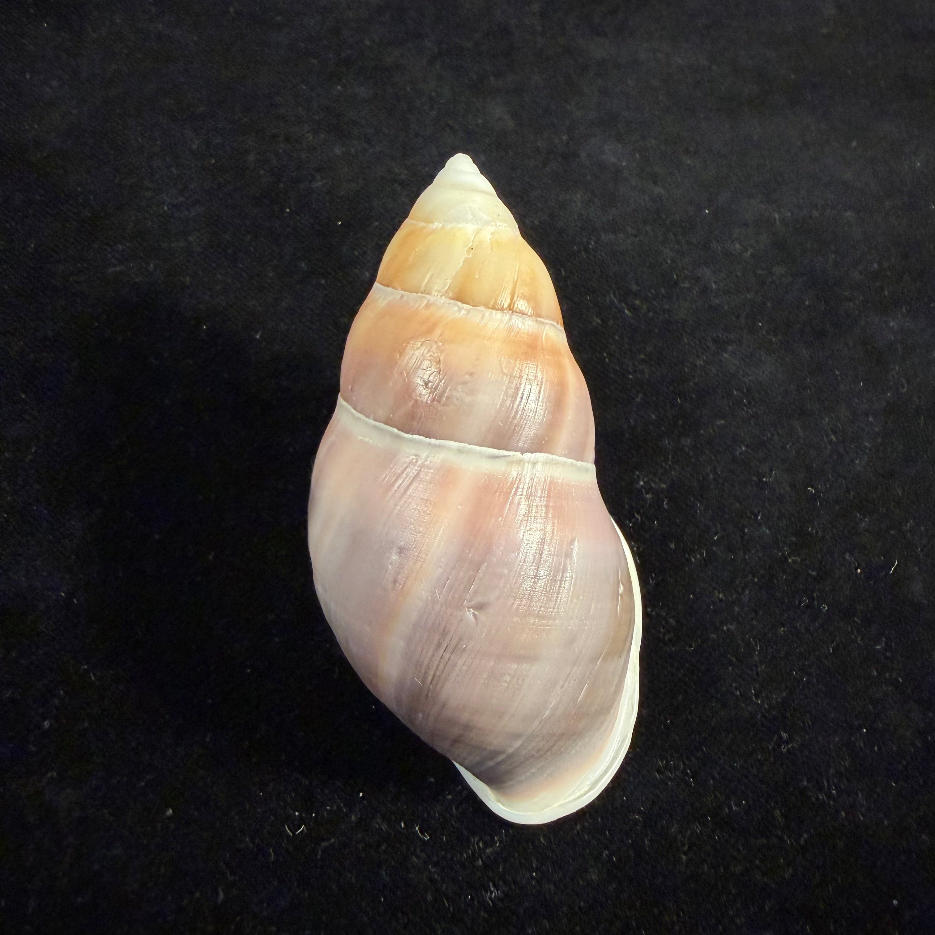 Amphidromus naggsi Thach & F. Huber, 2014 - 74mm