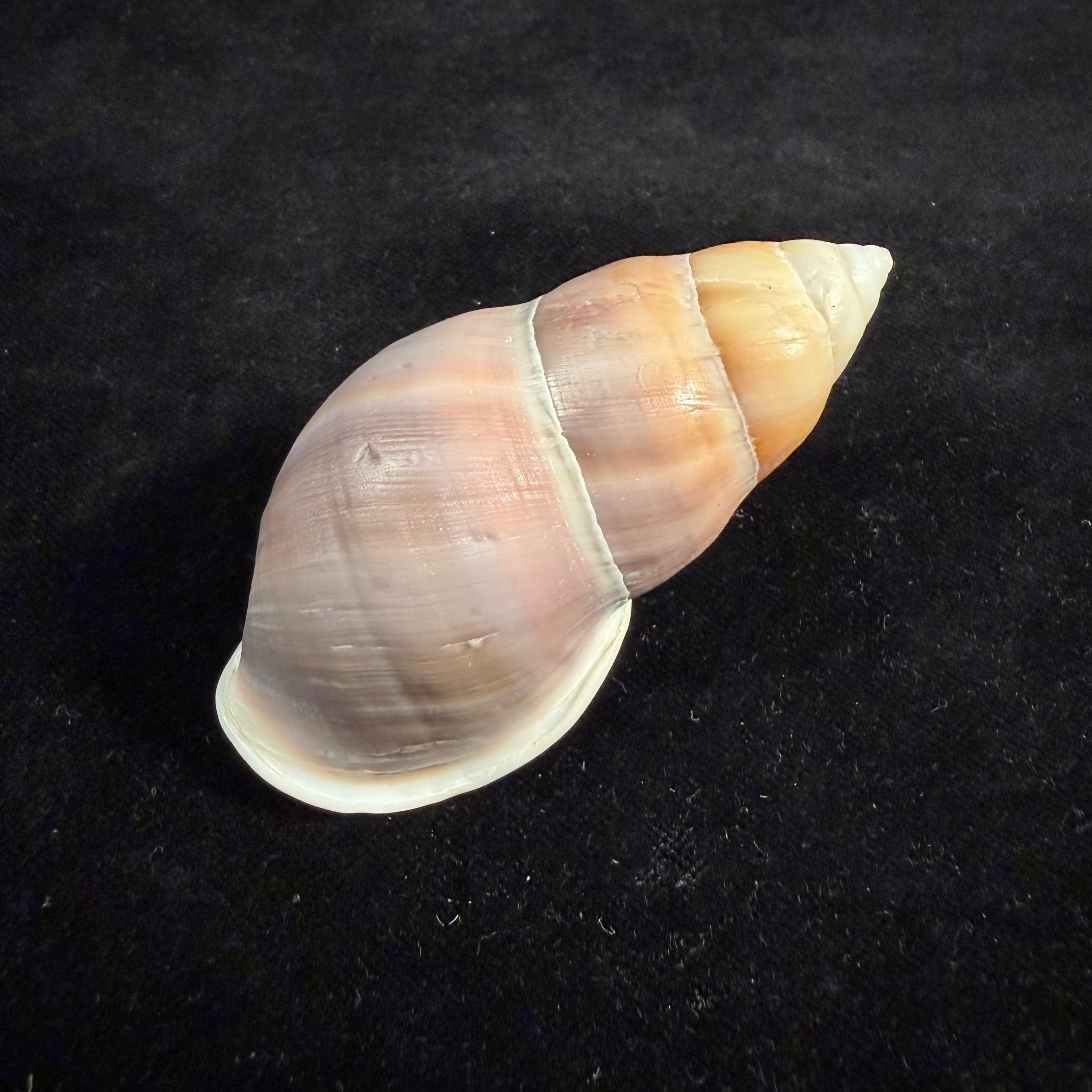Amphidromus naggsi Thach & F. Huber, 2014 - 74mm