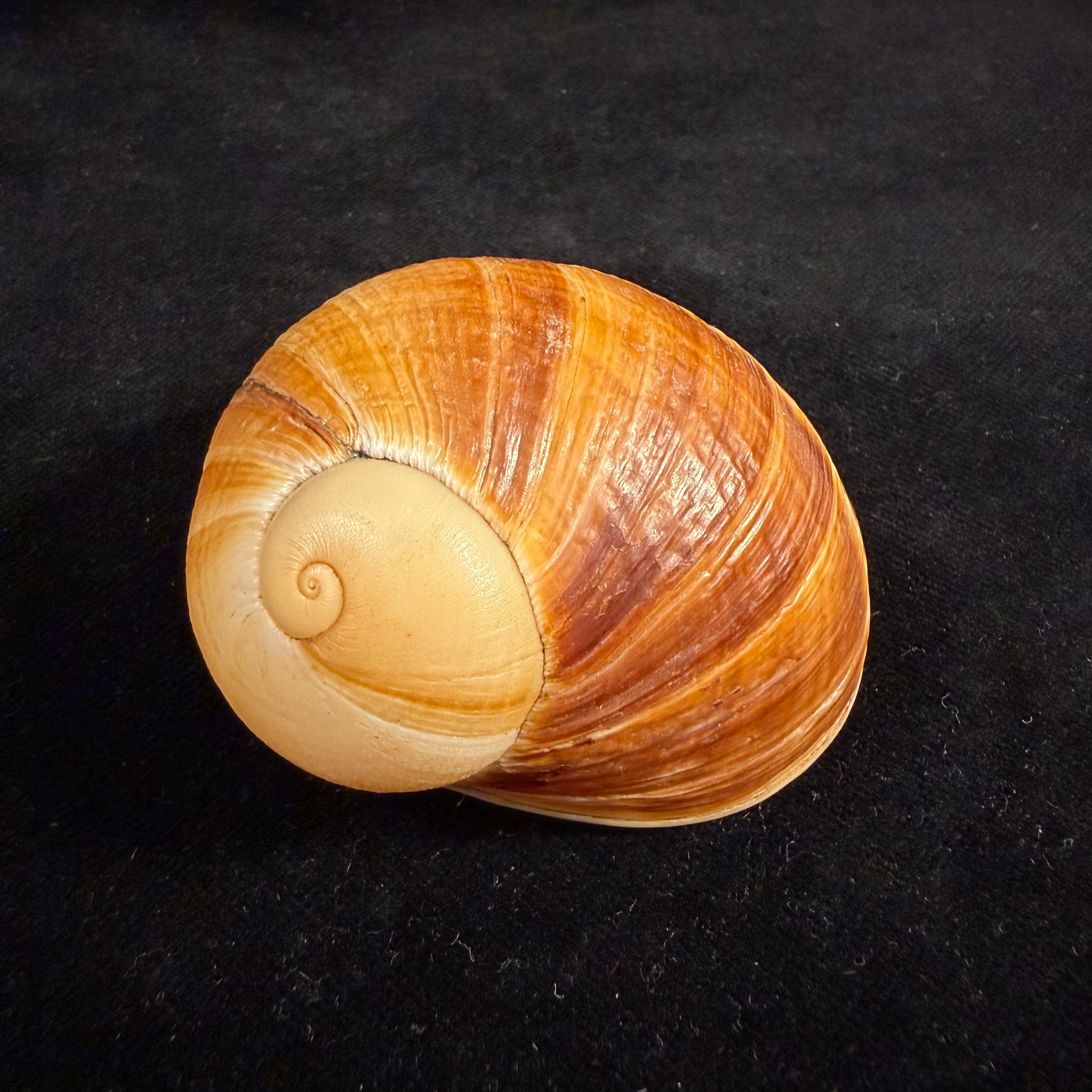Helicophanta vesicalis (Lamarck, 1822) - 62,5mm