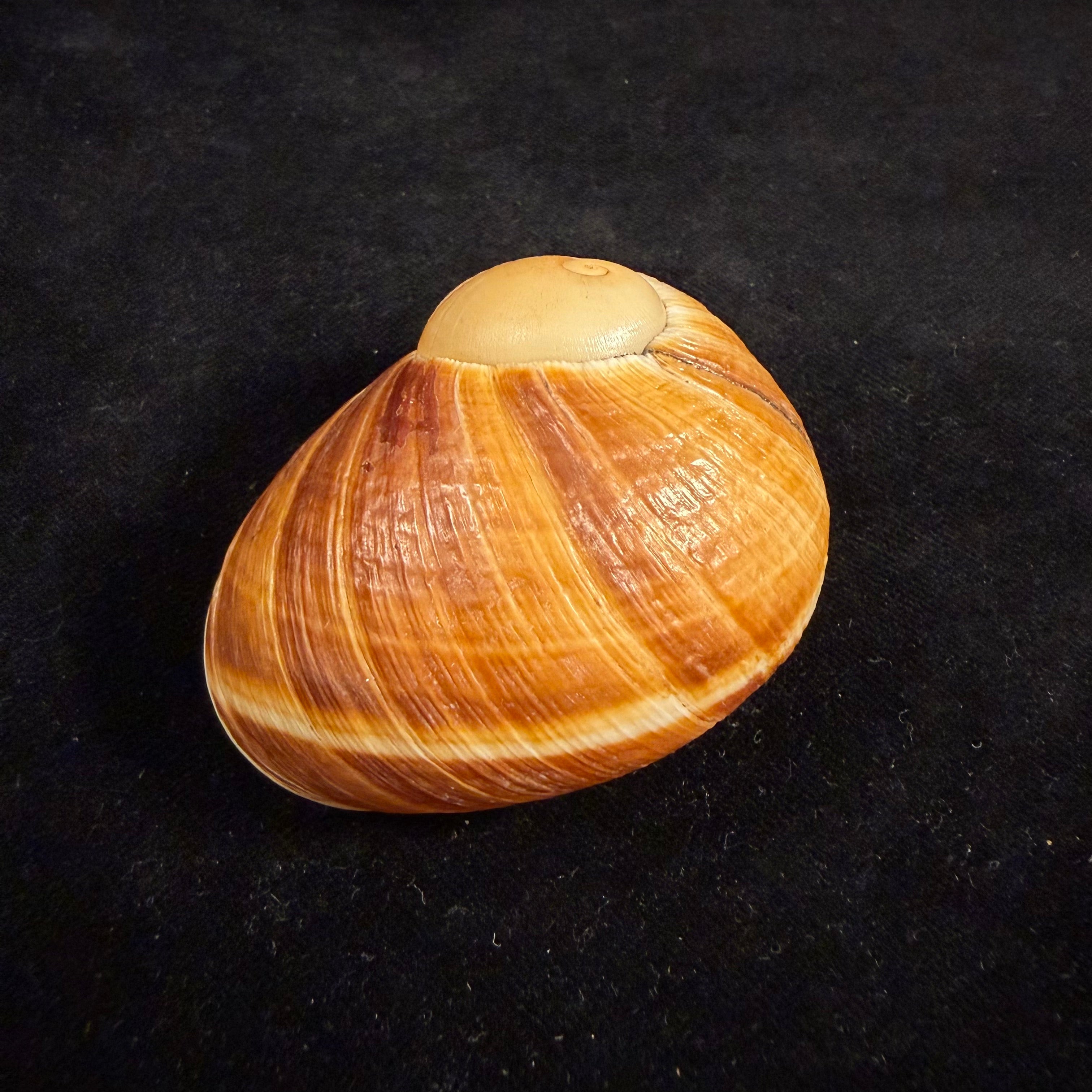 Helicophanta vesicalis (Lamarck, 1822) - 62,5mm