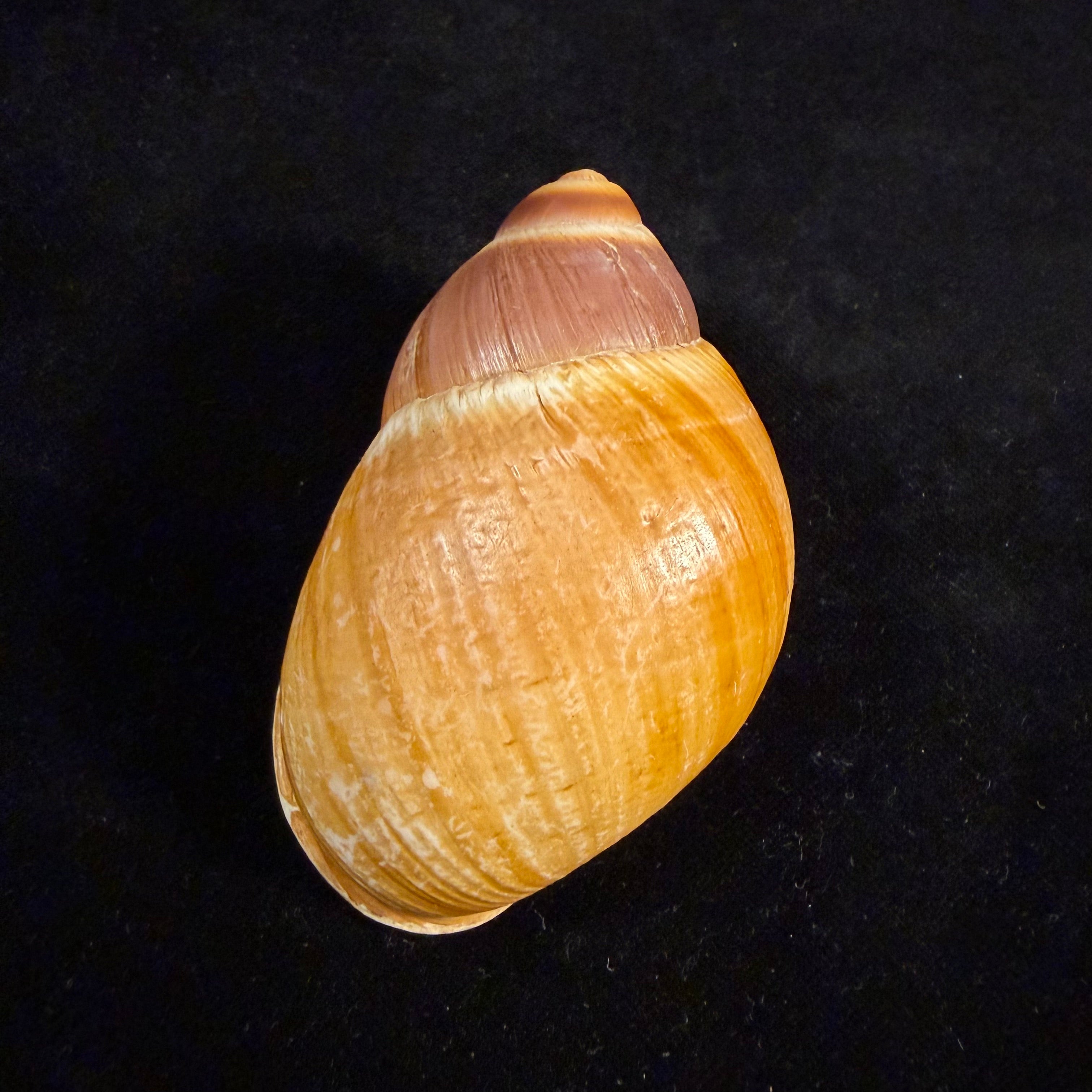 Megalobulimus mauricius Falconieri, 1996 - 77,2mm