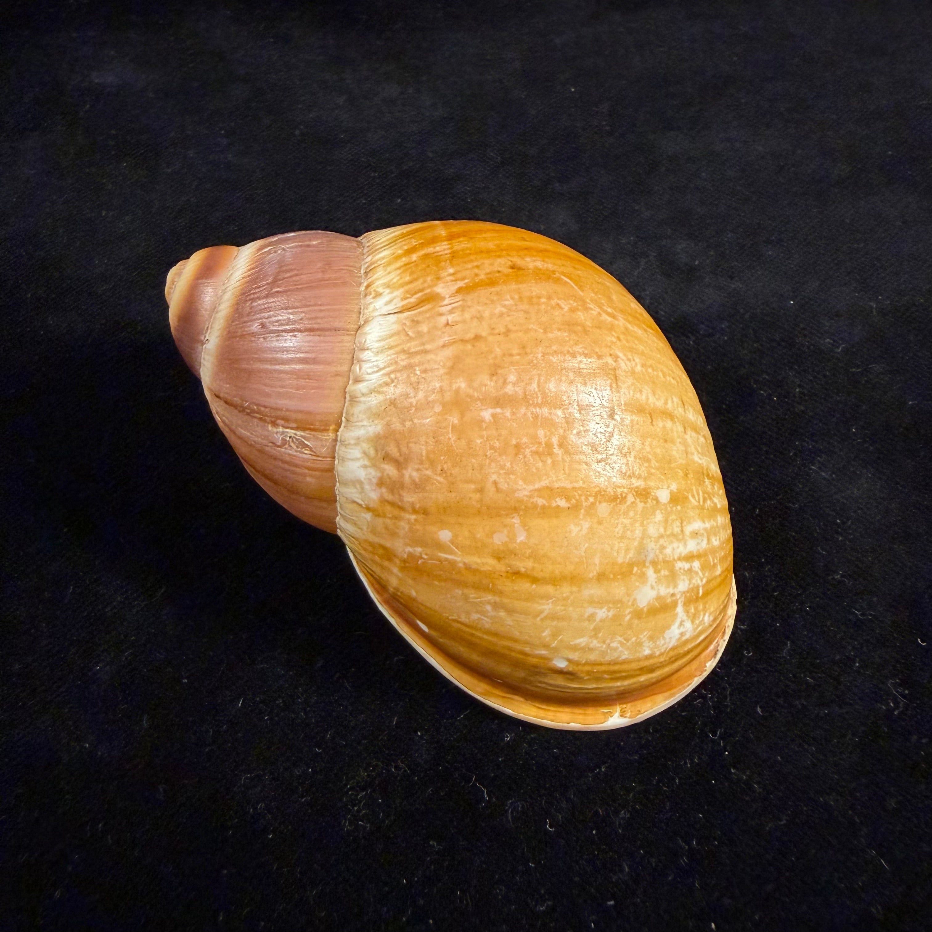 Megalobulimus mauricius Falconieri, 1996 - 77,2mm