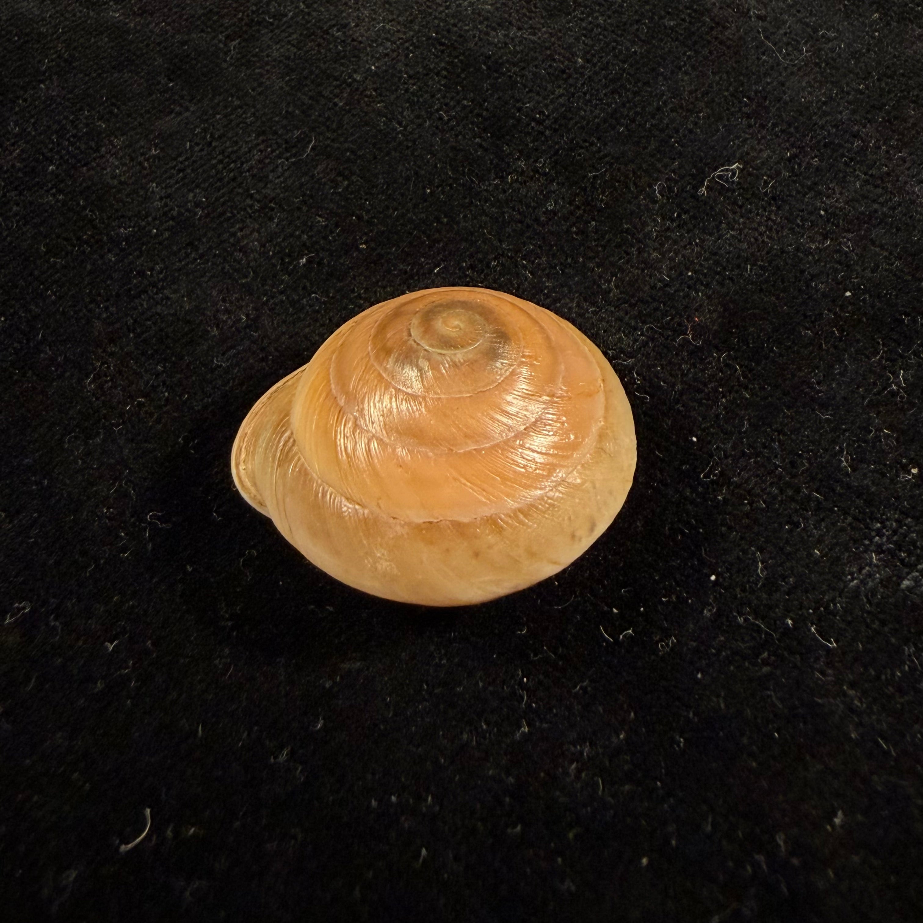 Lucerna lucerna (O. F. Müller, 1774) - 30,2mm