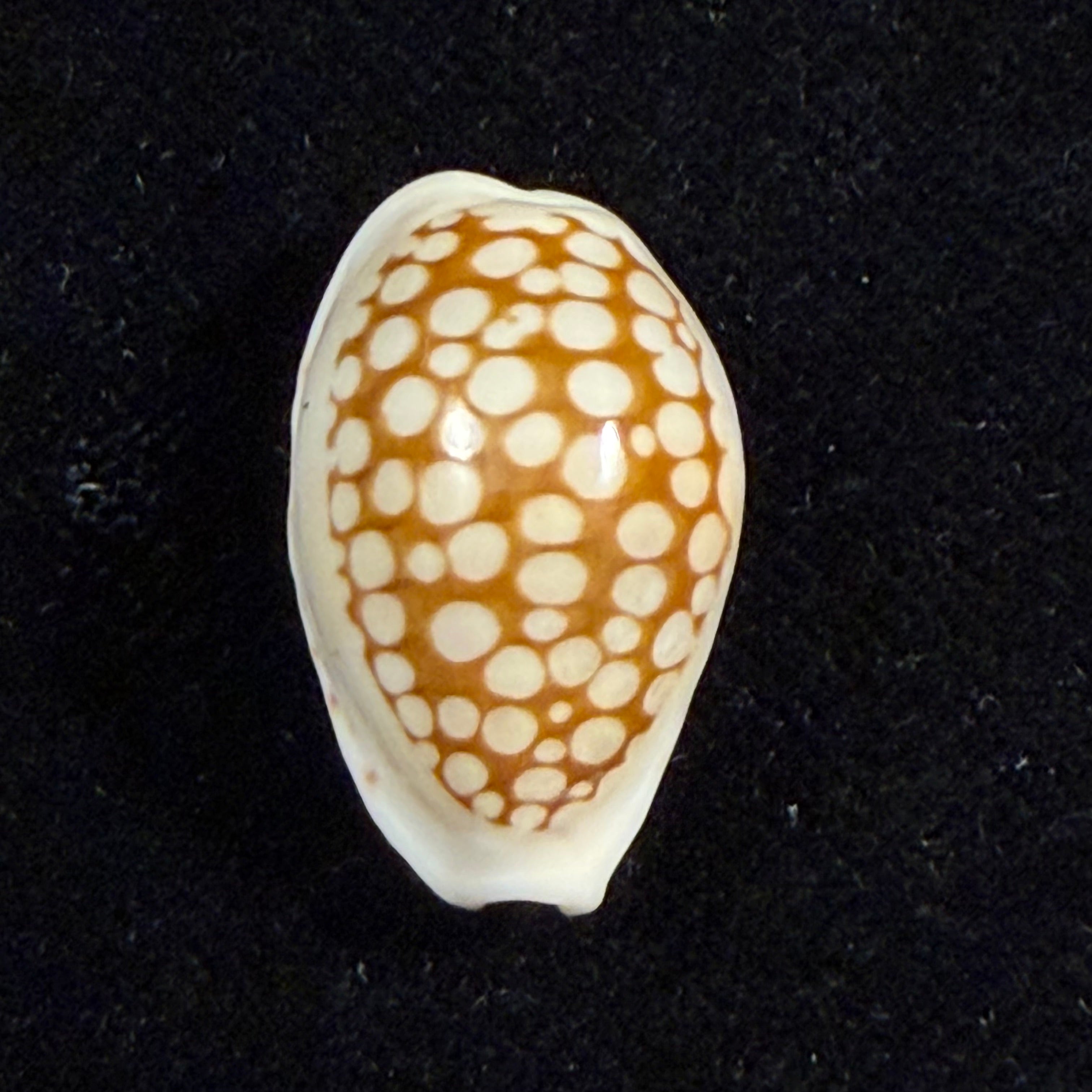 Cribrarula francescoi Lorenz, 2002 - 22,3mm