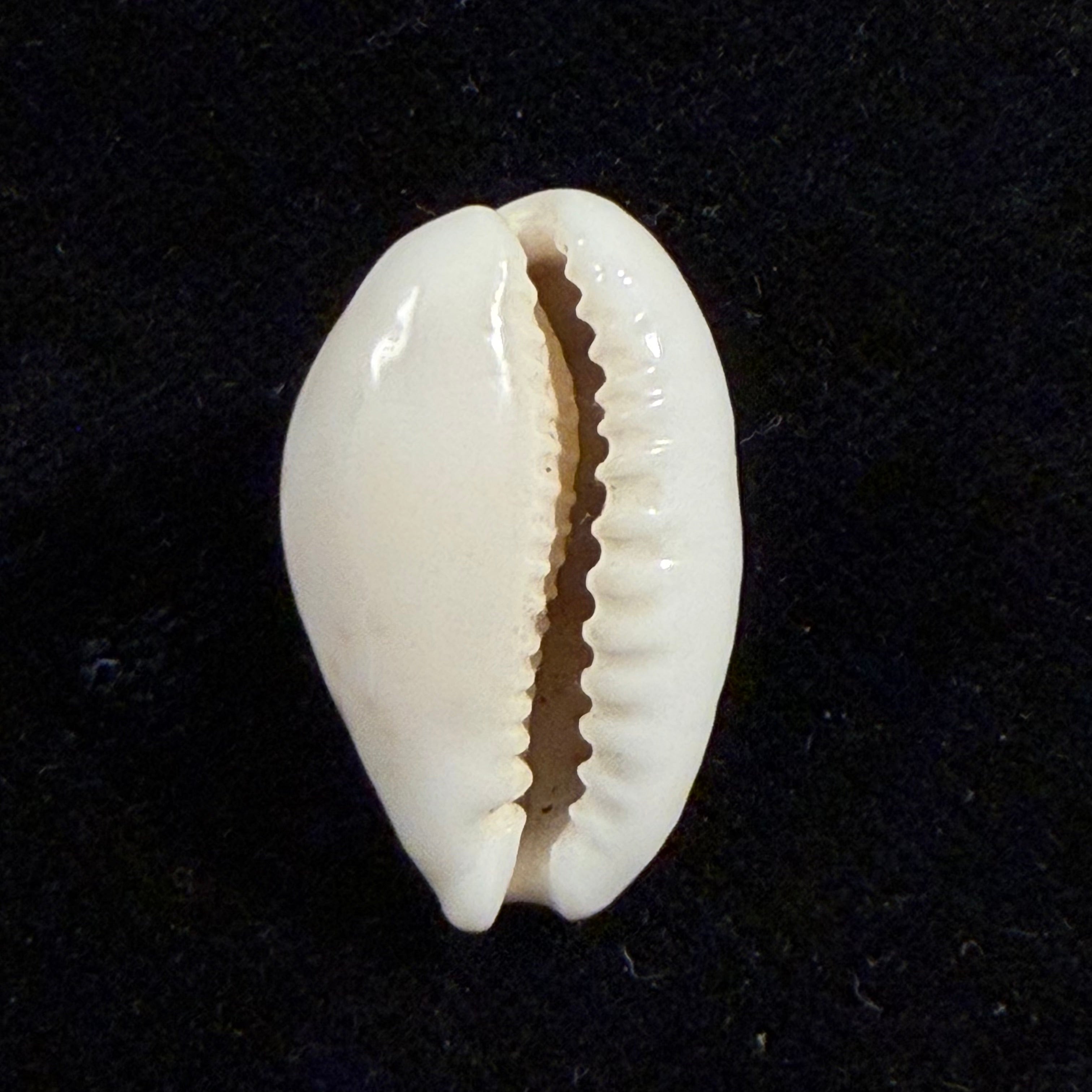 Cribrarula francescoi Lorenz, 2002 - 22,3mm