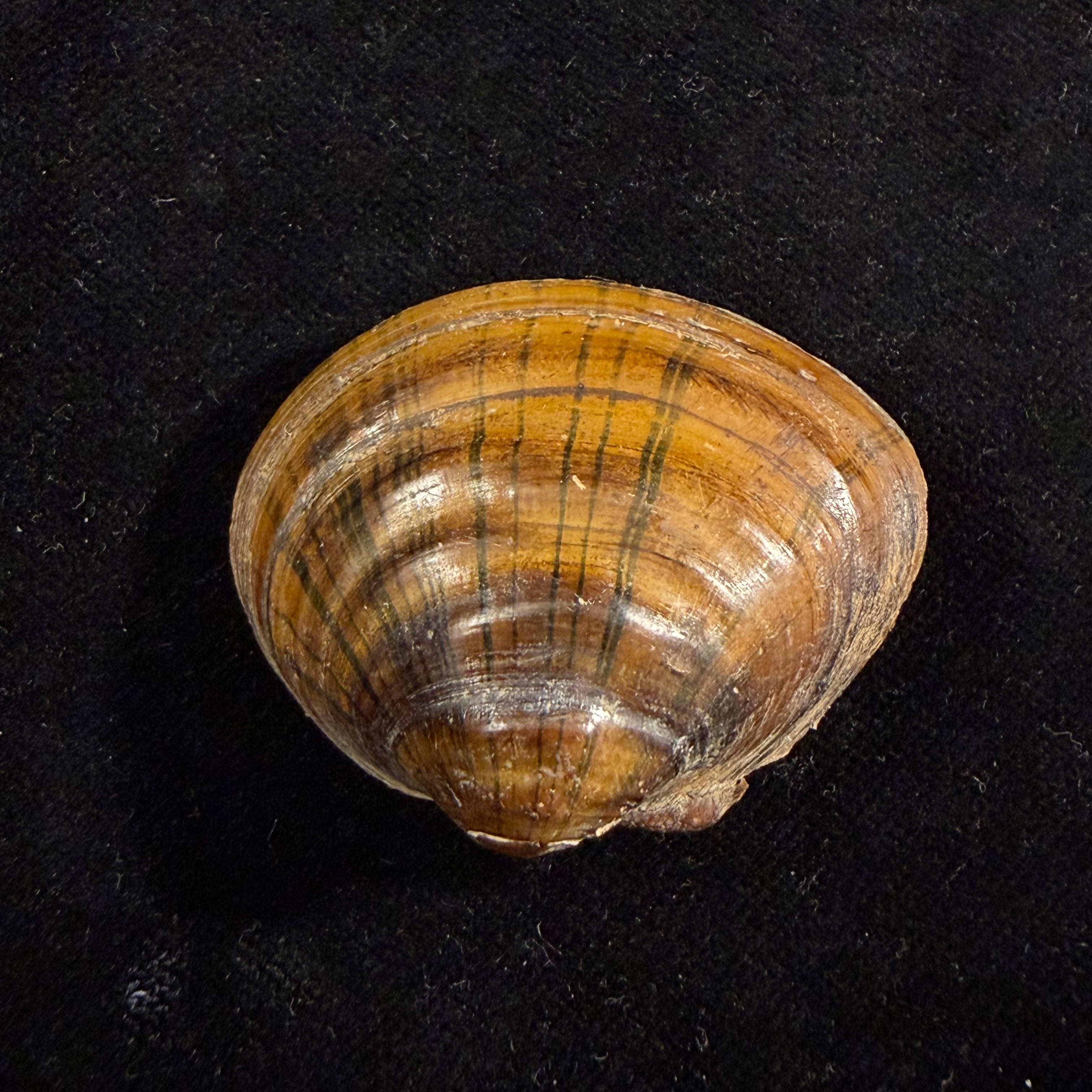 Schistodesmus sp - 42,1mm
